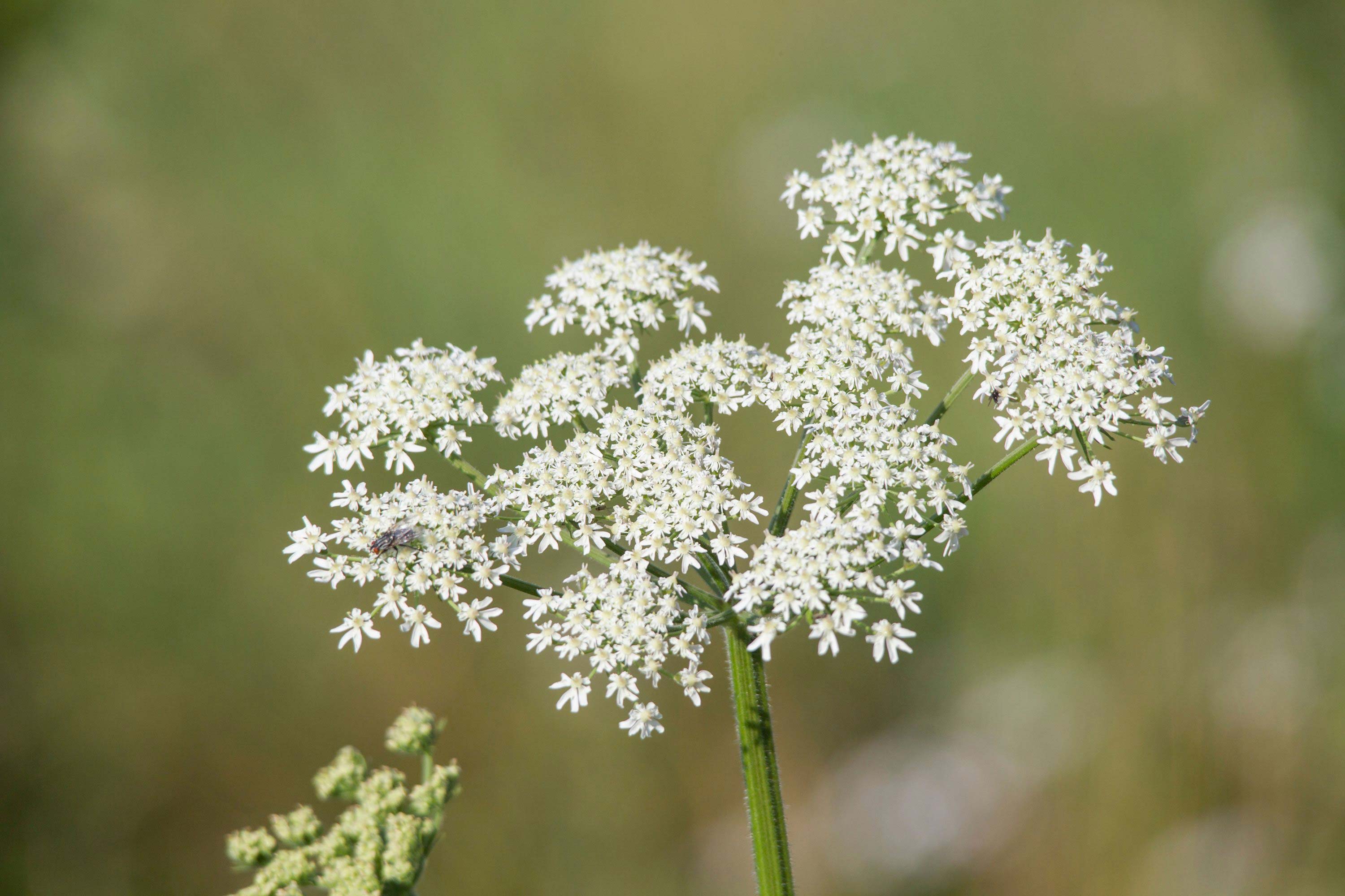 Golden Arrow Hemlock