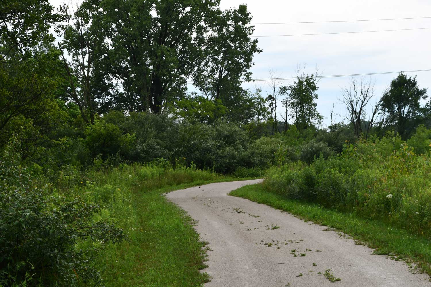 Limestone trail lined with grasses and trees.