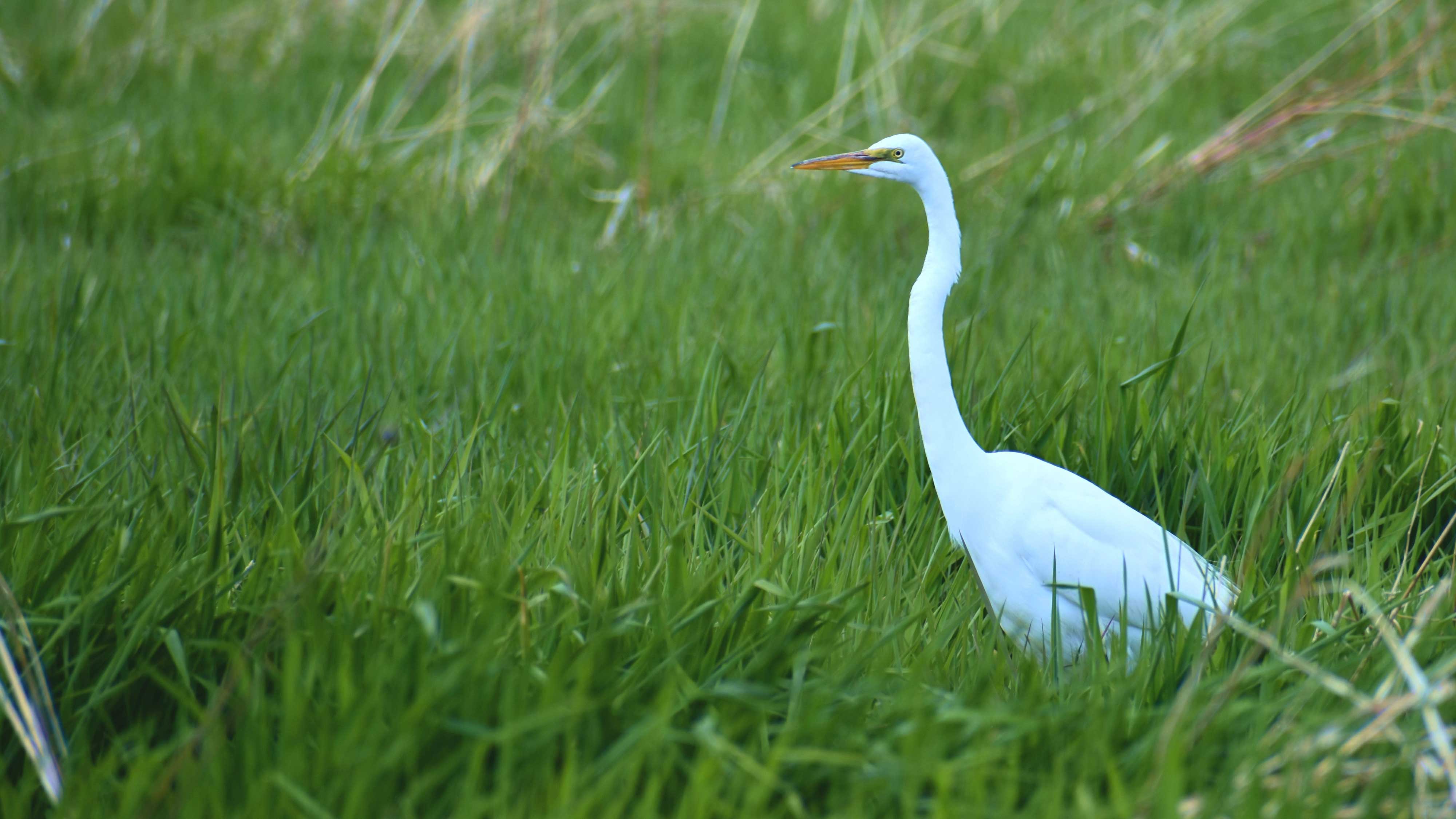 A great egret walking through a field.