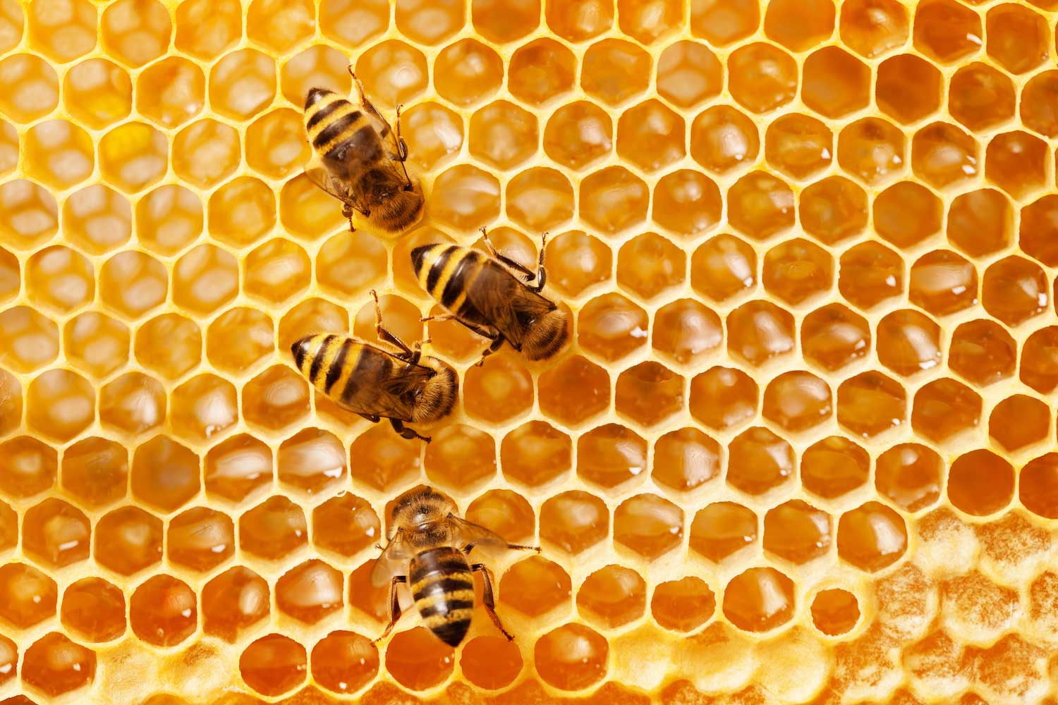Honey bees on honeycomb.