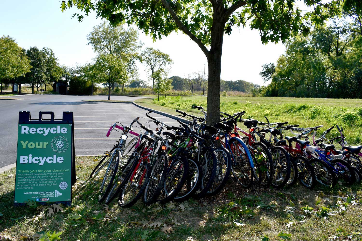 A collection of bikes being donated to be refurbished lined up on both sides of a tree trunk.