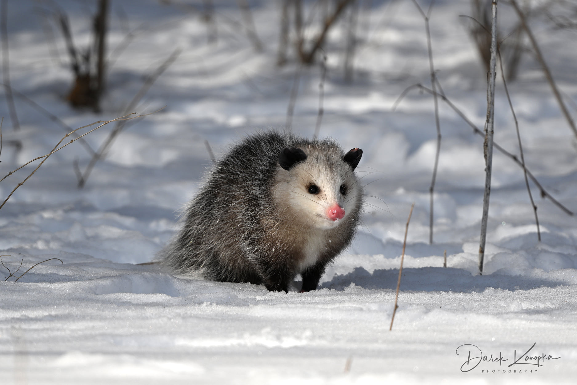 An opossum walking through a snow-covered field.