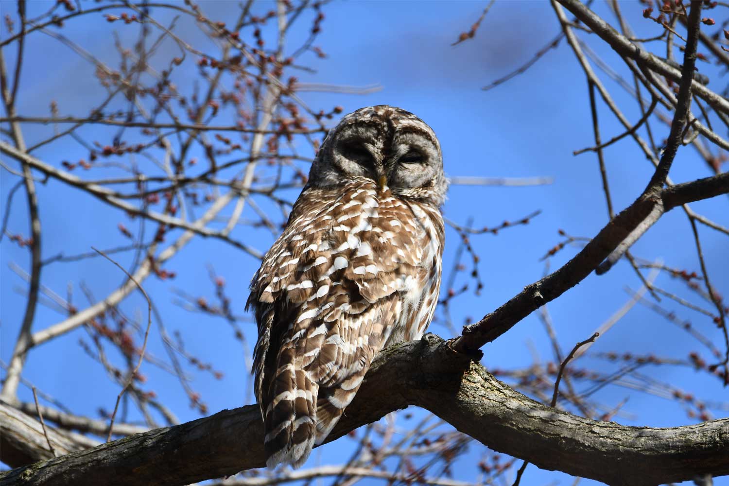 Barred owl perched on a branch.