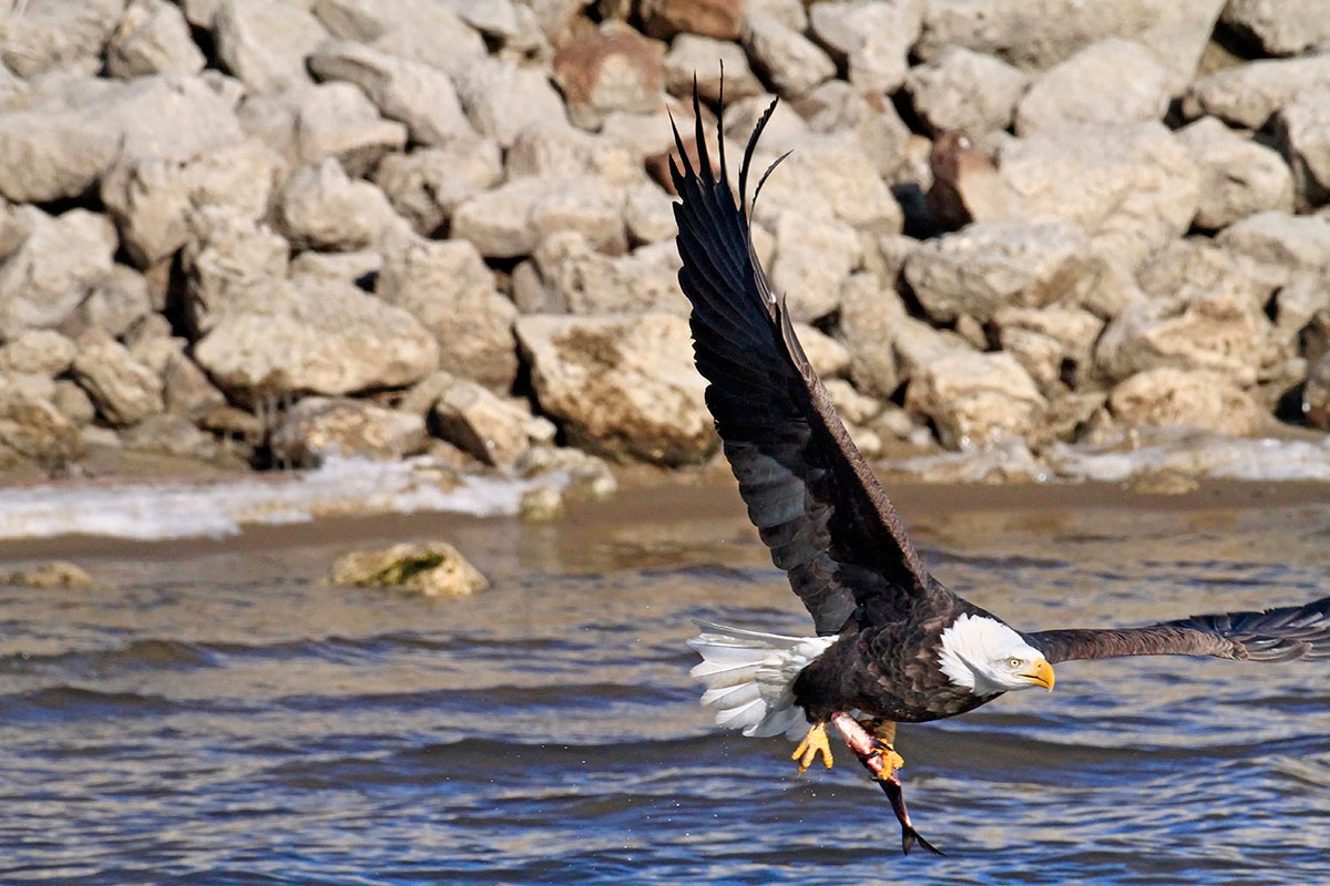 A bald eagle in flight with a fish in its talons.
