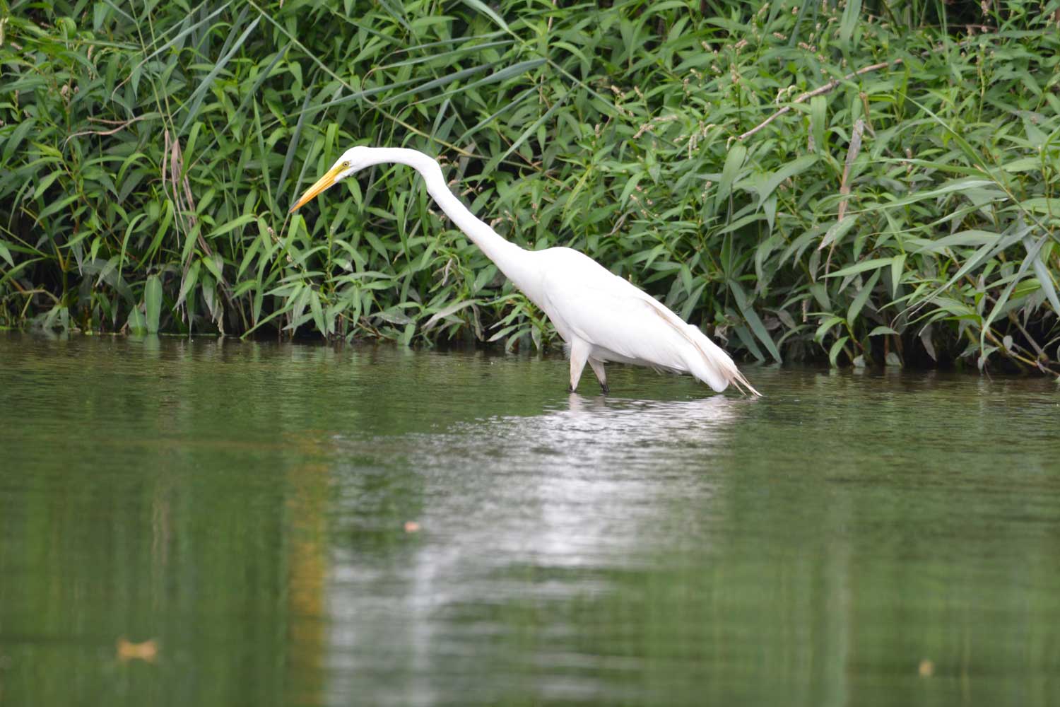 A great egret wading in water.