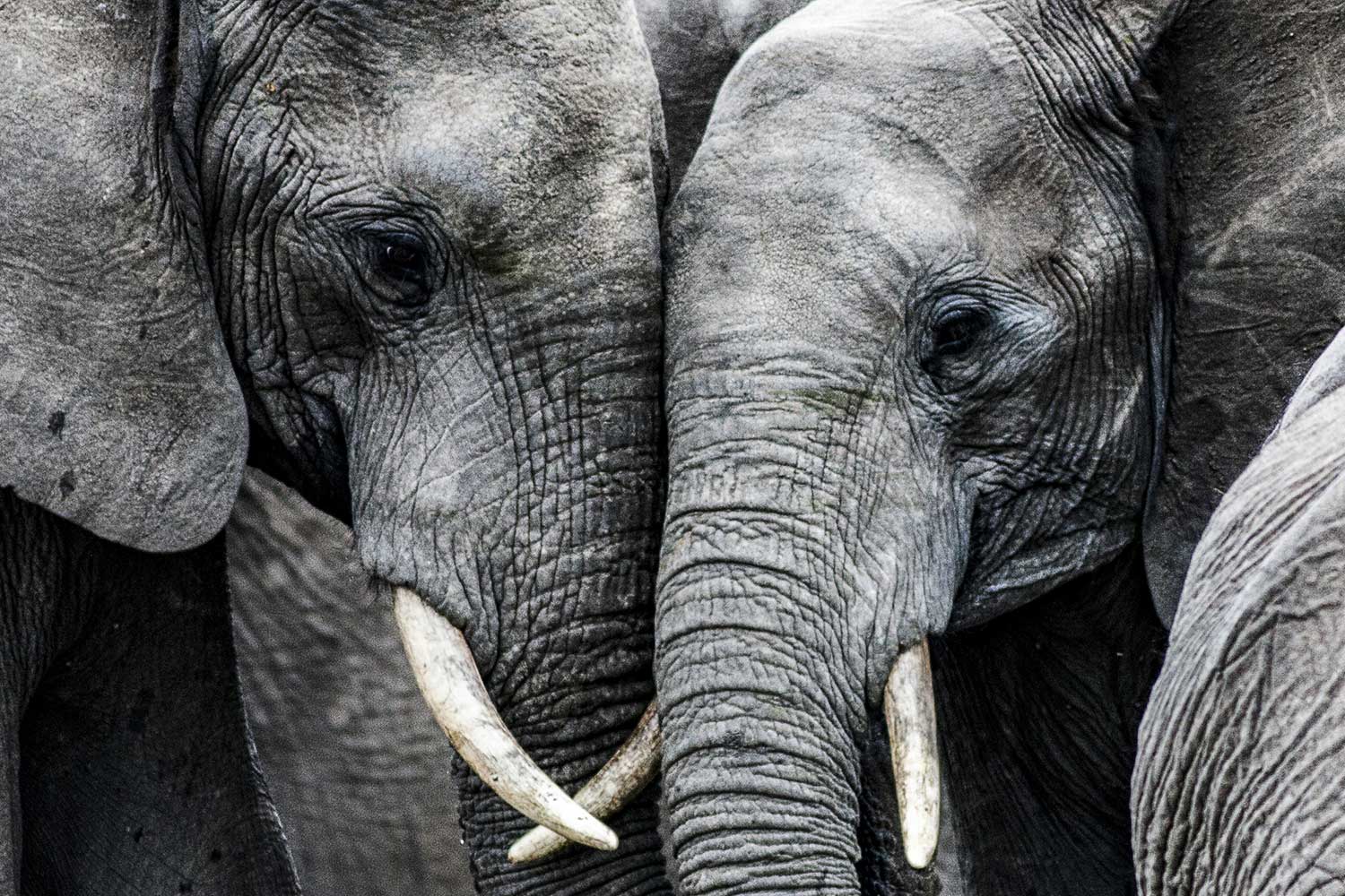 Two elephants showing affection for each other.