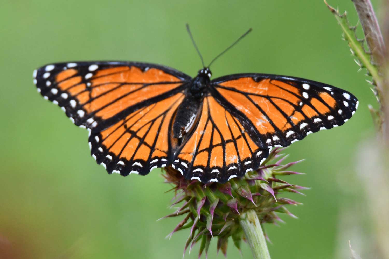 Viceroy butterfly sitting on a flower bloom.