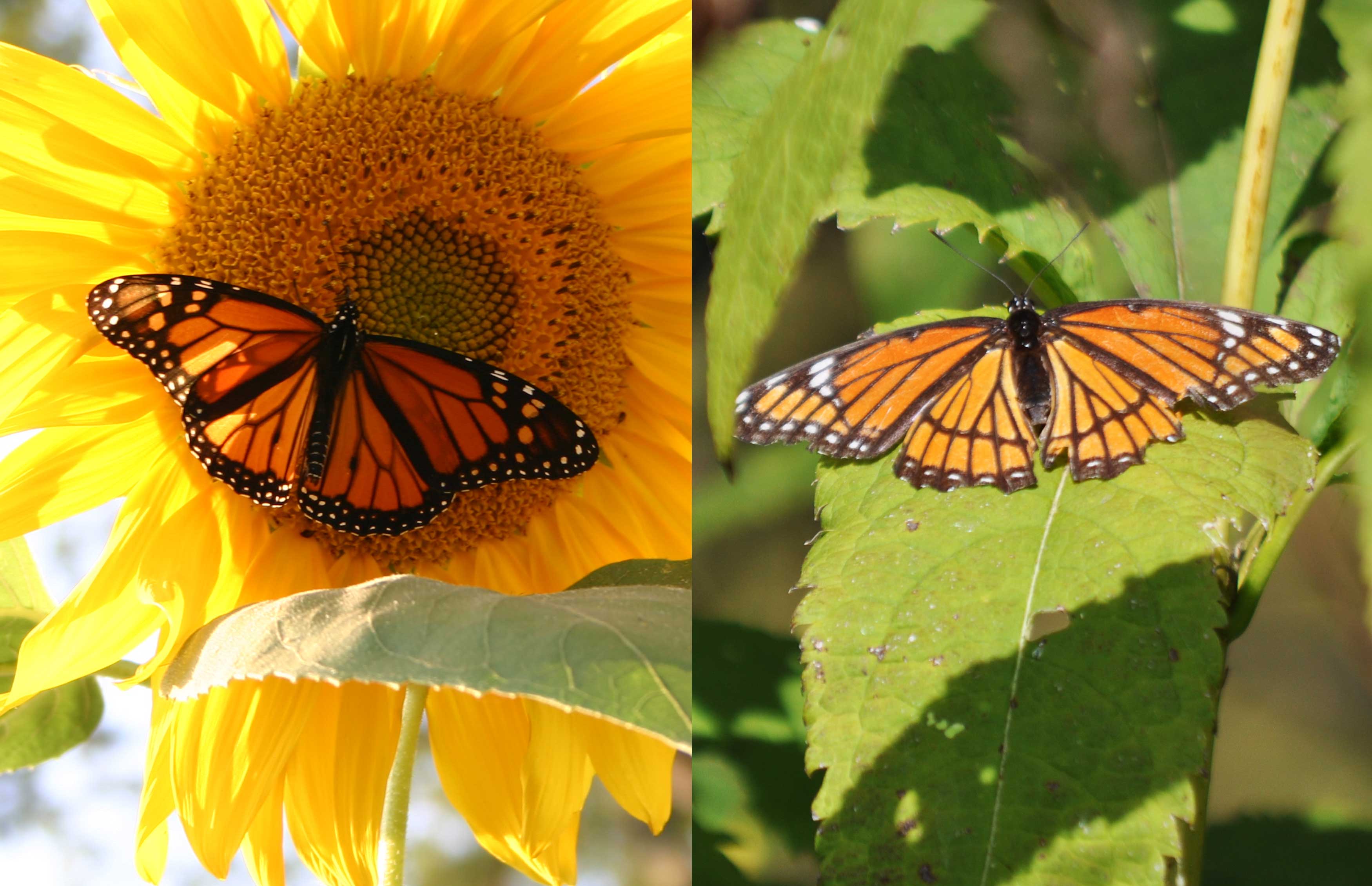 What S The Difference Monarch Butterfly Vs Viceroy