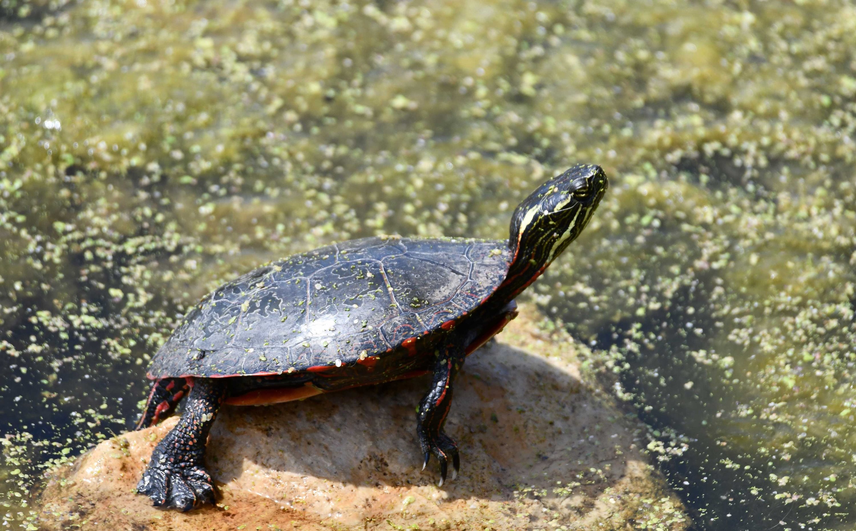 A painted turtle on a rock.