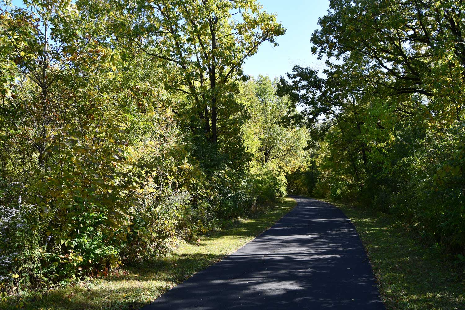 Paved trail lined with grasses and trees.