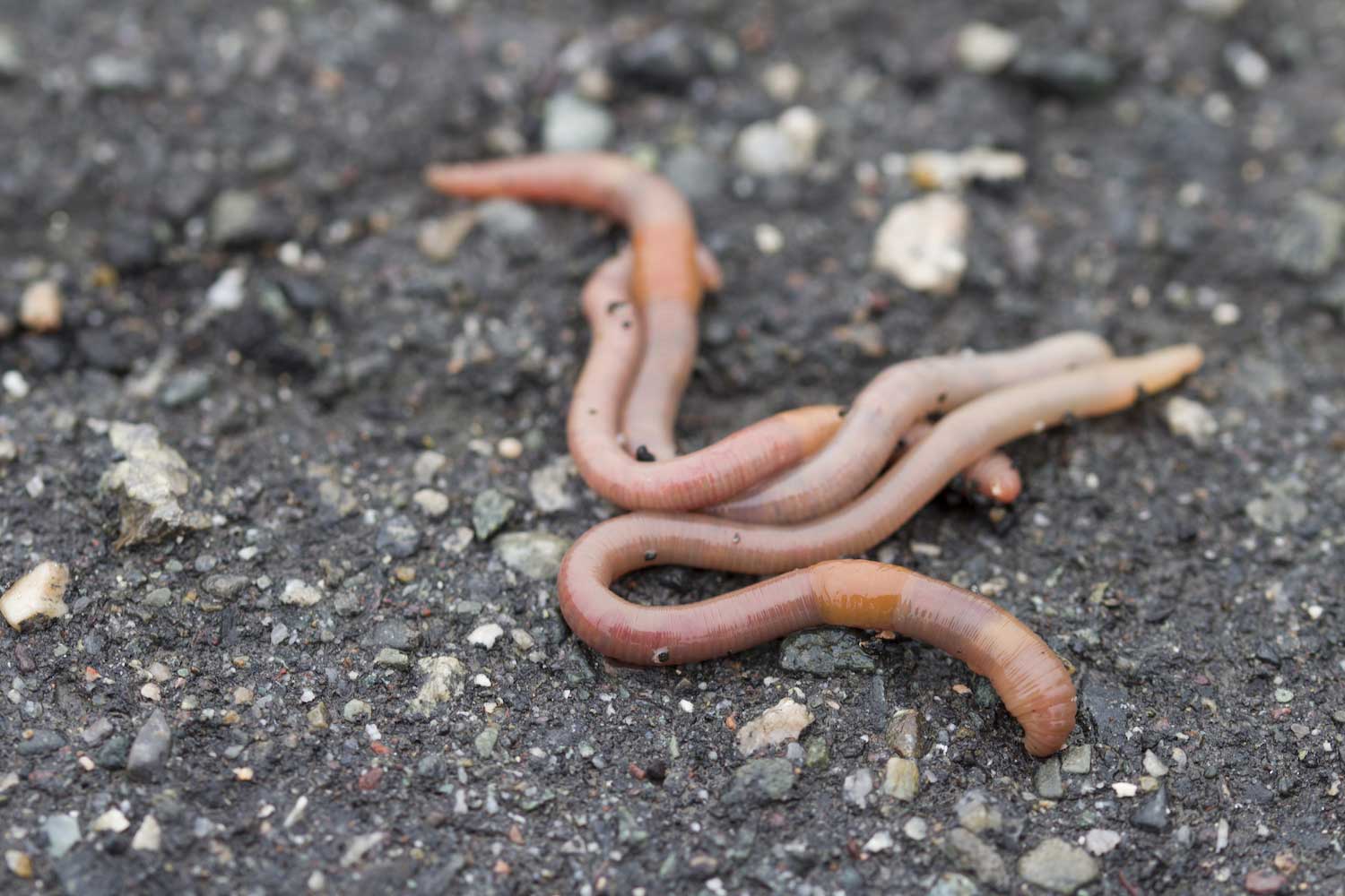 Nature curiosity: Why do worms come to the surface when it rains