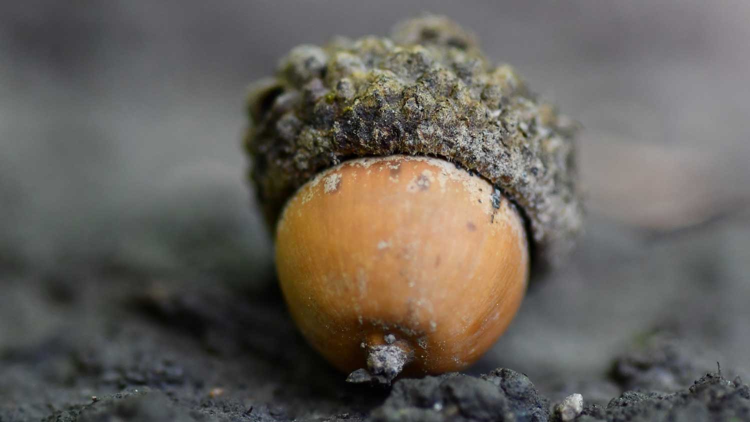 A closeup of a smooth acorn with a bumpy cap.