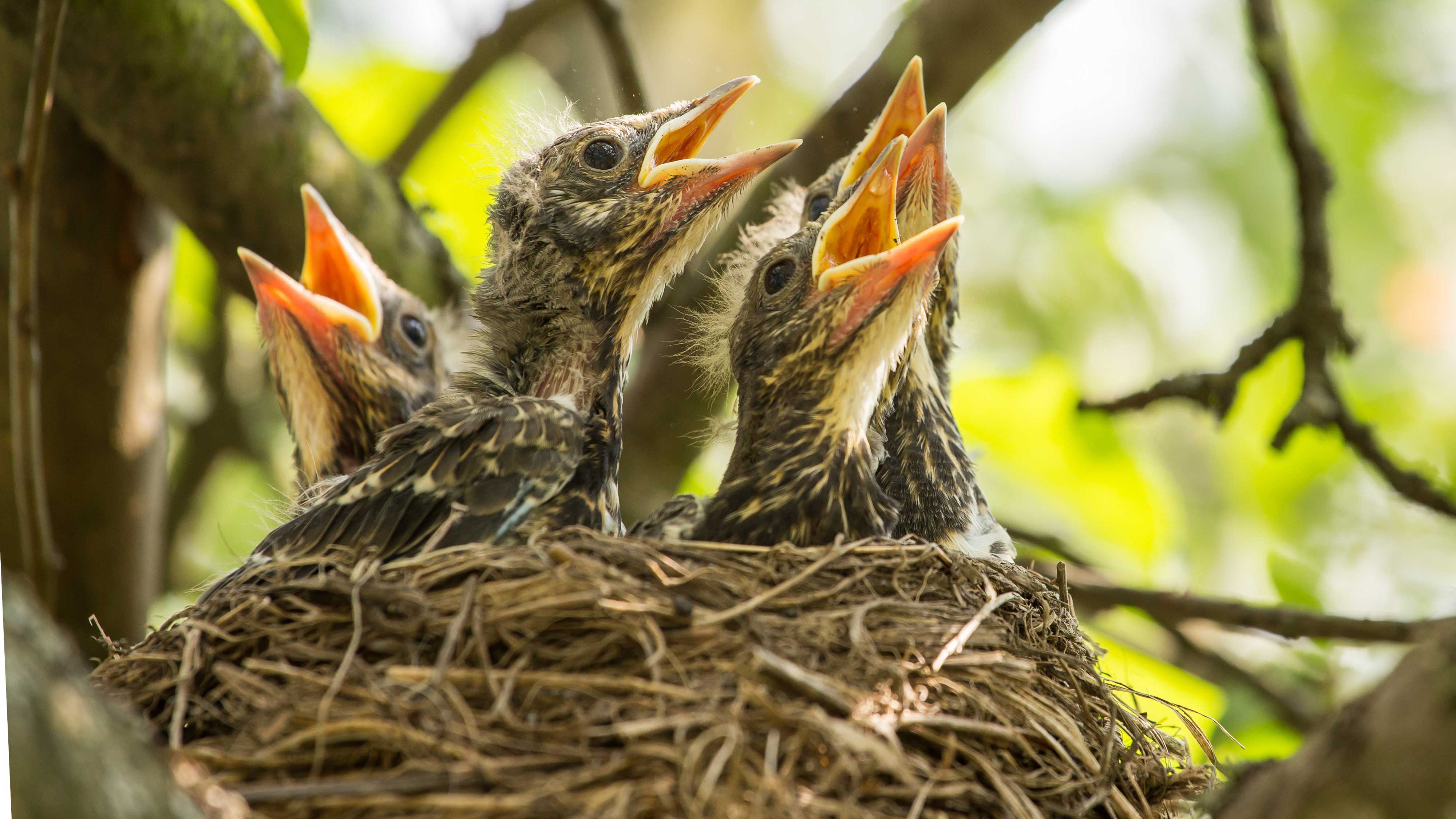 How To Identify Bird Nests Forest Preserve District of Will County