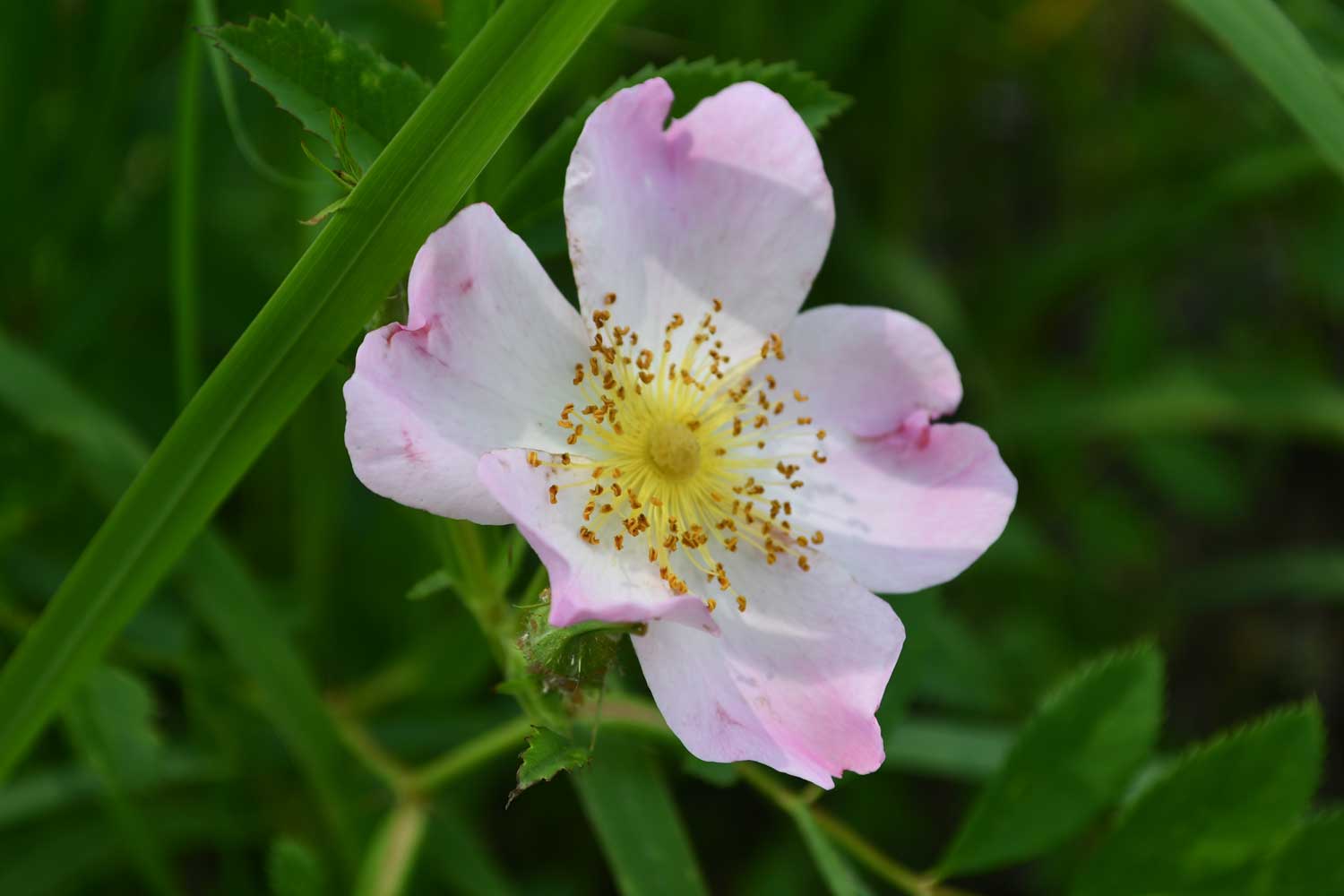 Carolina rose growing with pink petals and grasses in the background.