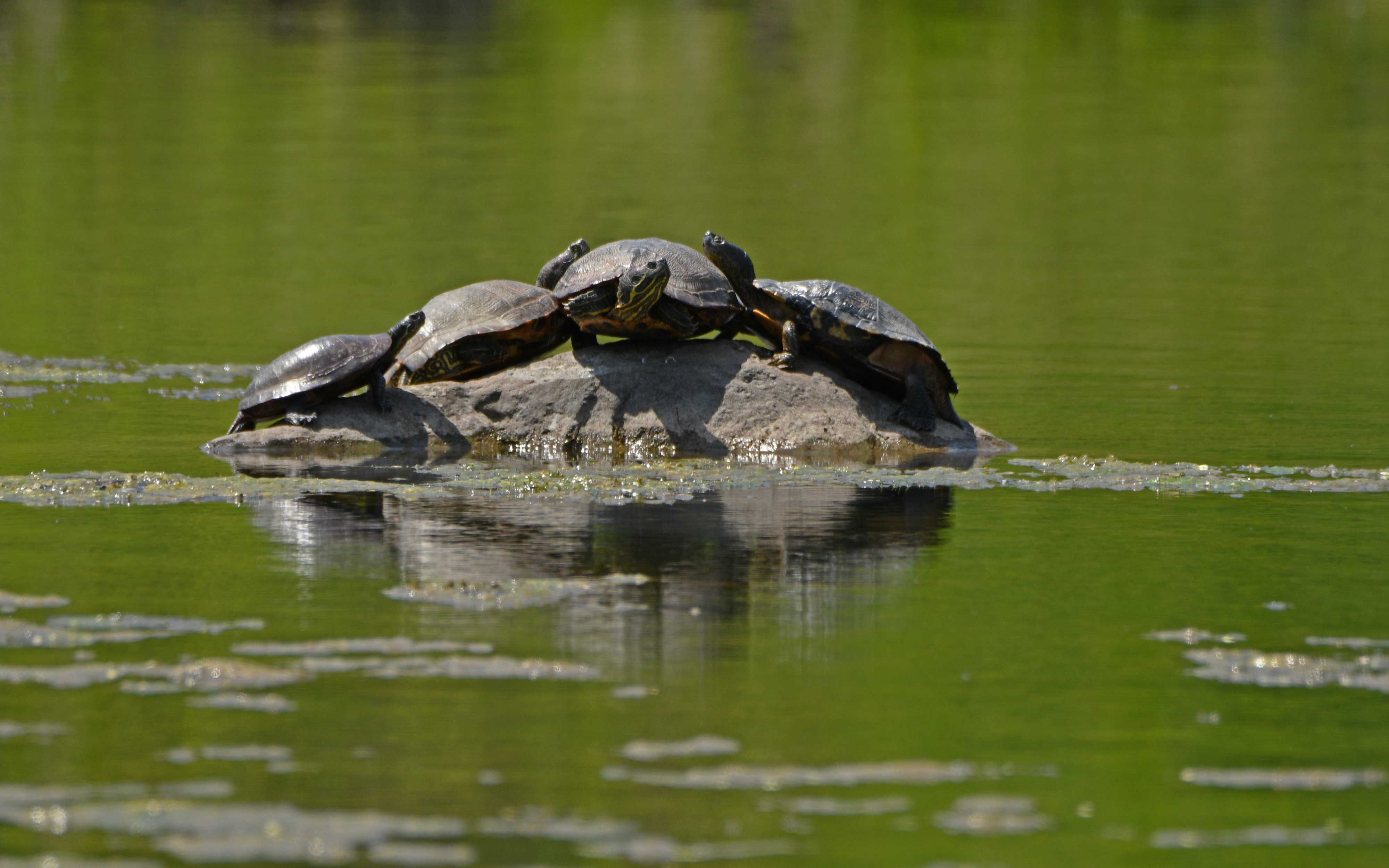 A group of painted turtles sunbathing on a rock.