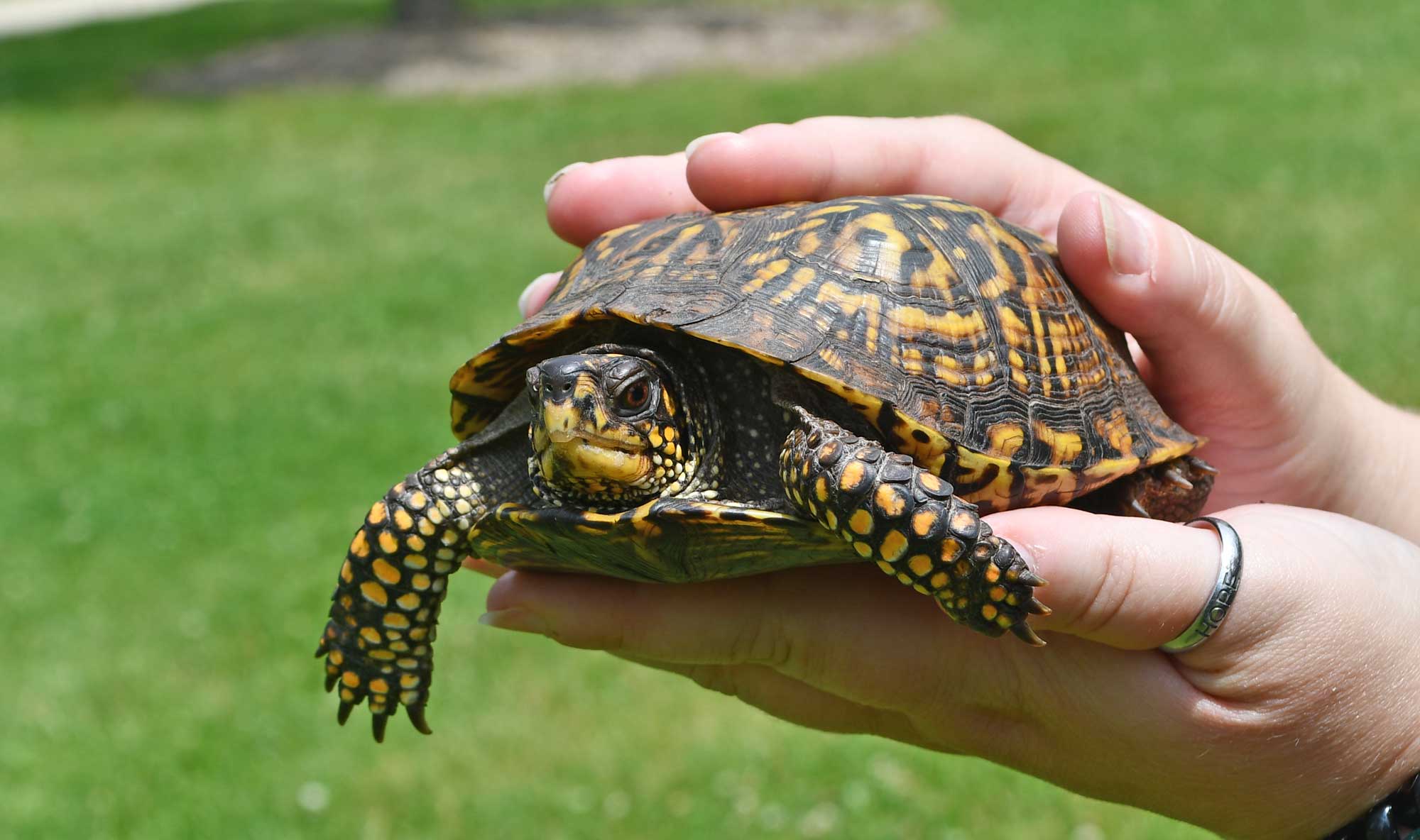 A turtle, with its brown, orange, and yellow shell is held up close.