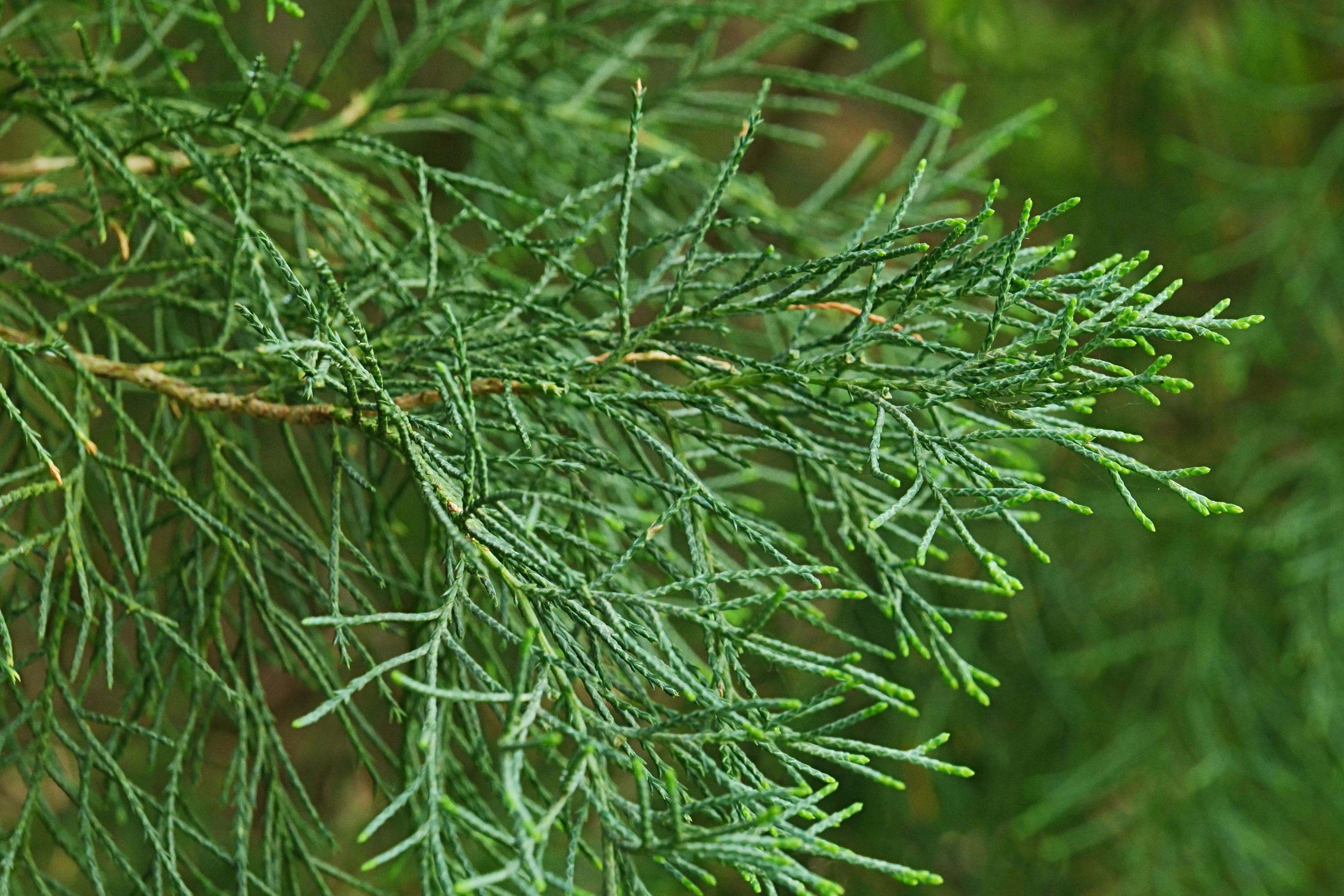 Close-up of red cedar.