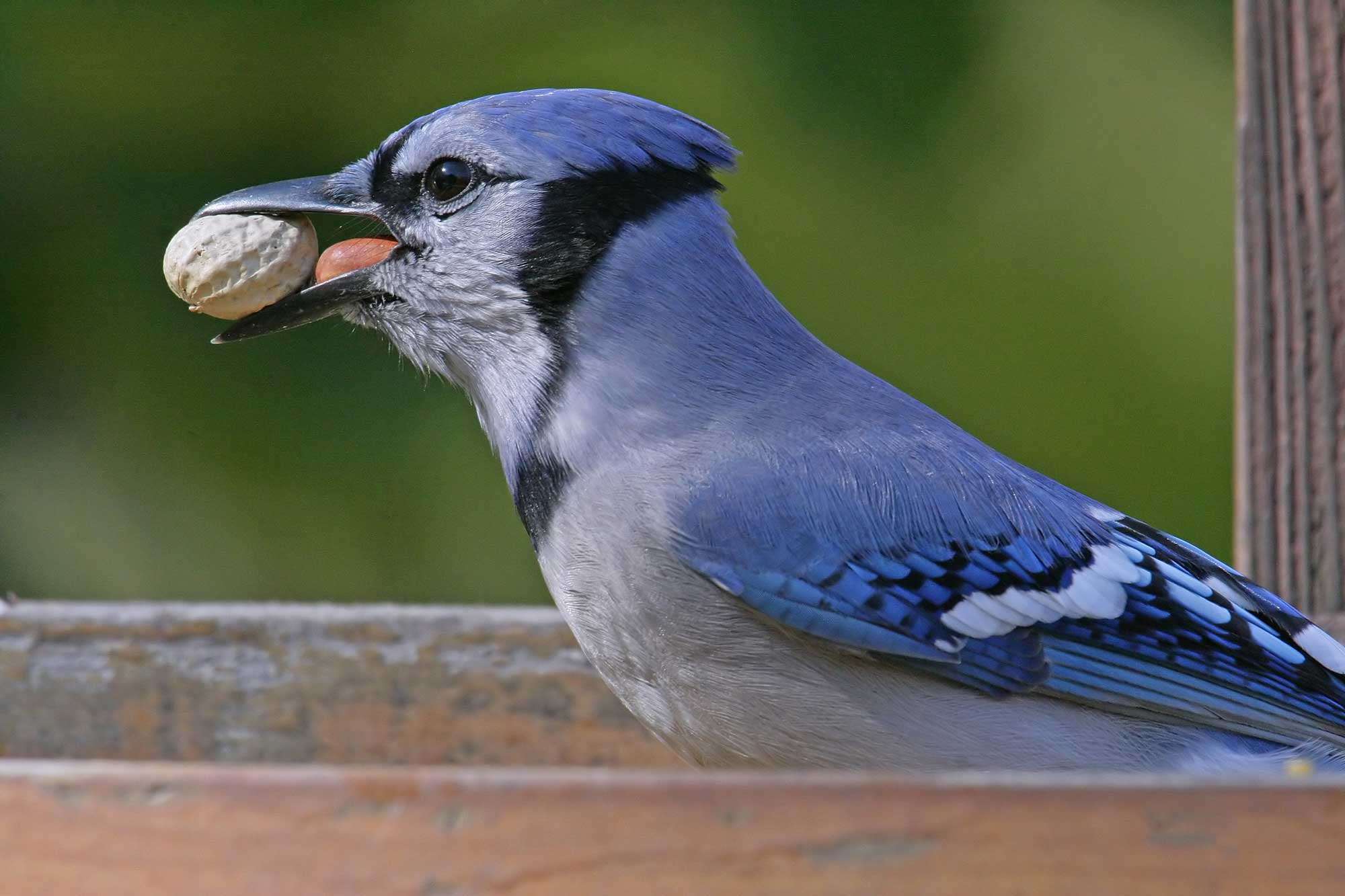 A Trick Of Nature Blue Jays Aren T Really Blue Forest Preserve District Of Will County