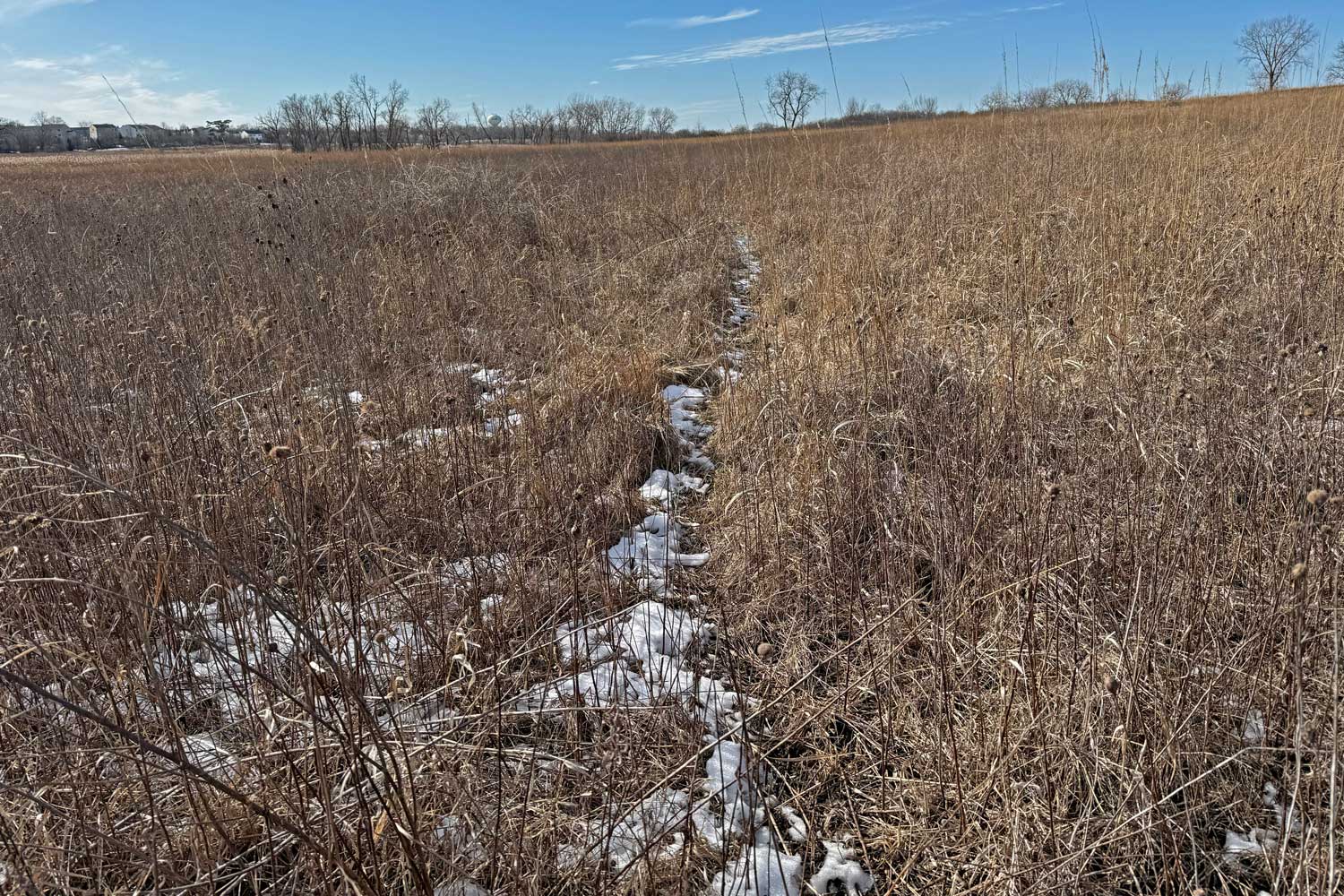 A game trail through the prairie.