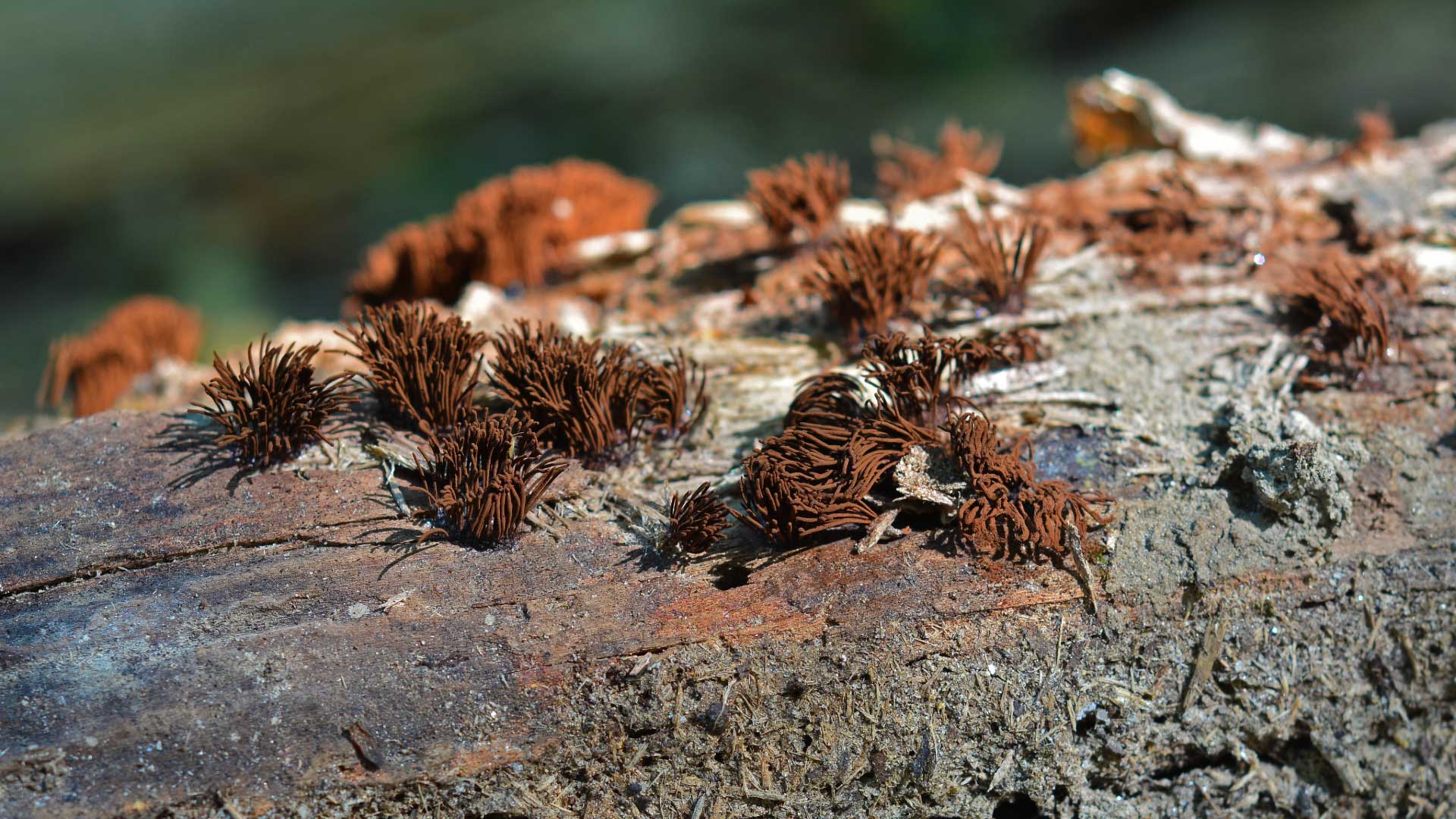 Chocolate tube slime mold.