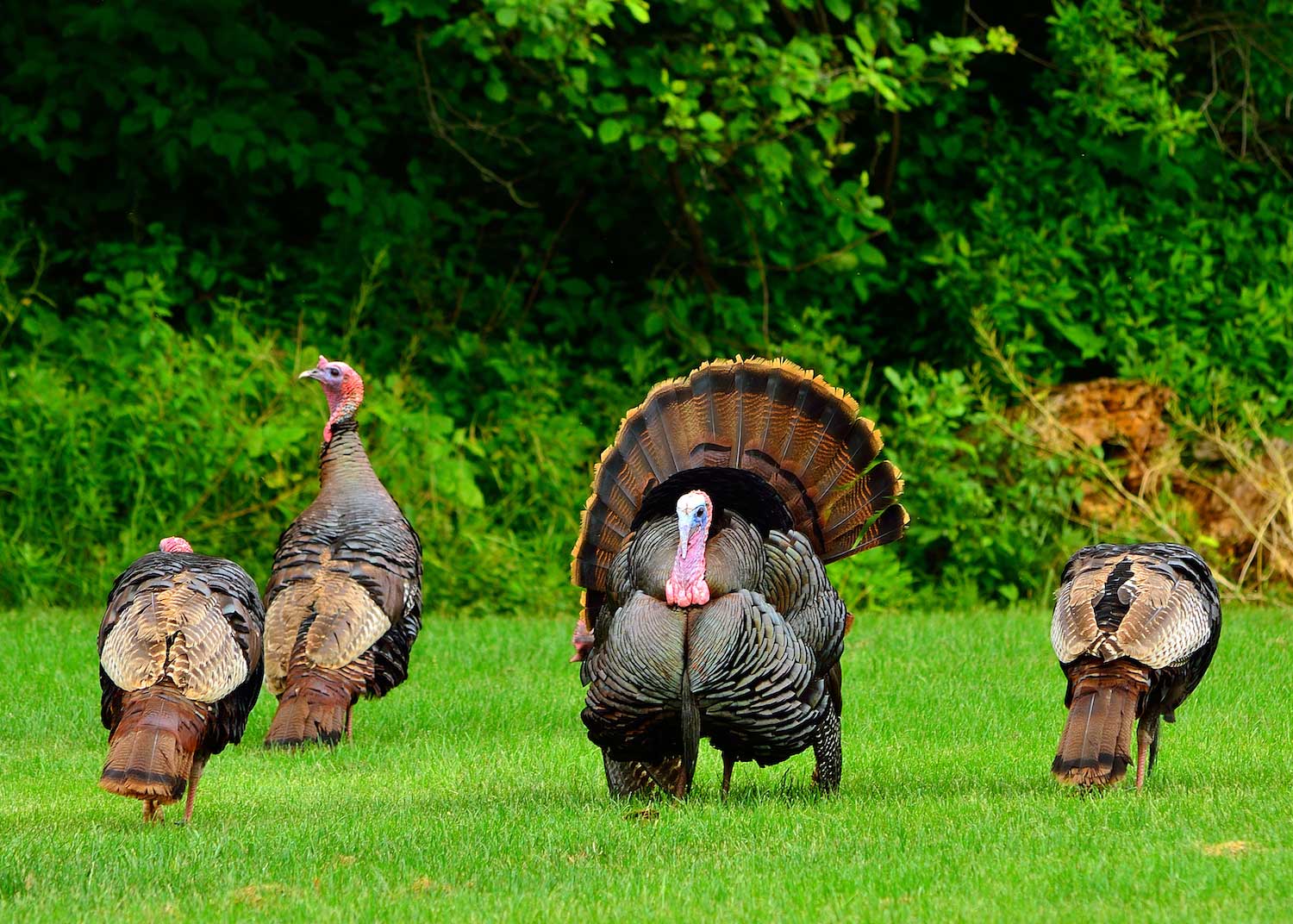 These Birds Aren't Just For Thanksgiving: Five Facts About Wild Turkeys ...