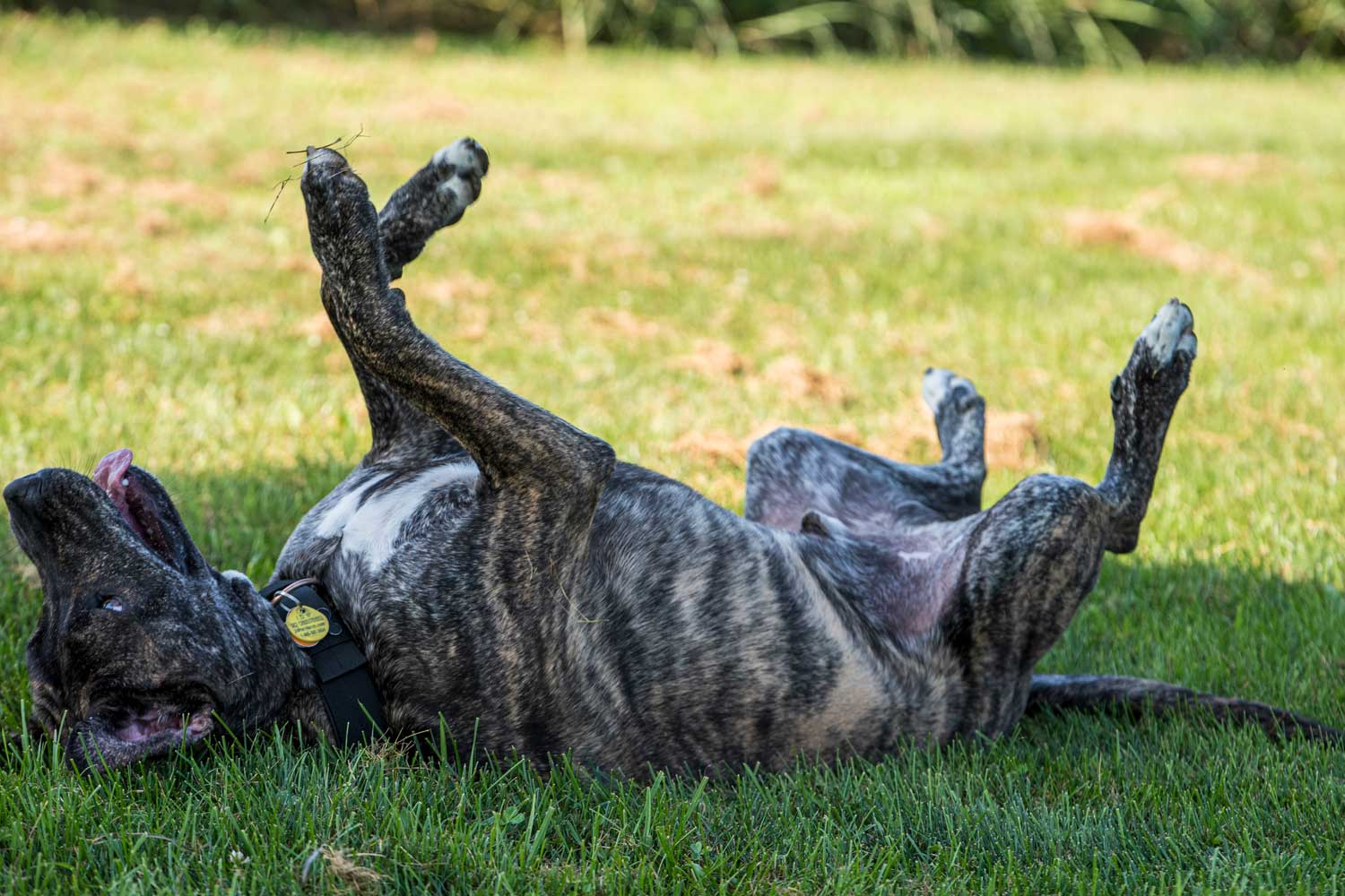 A dog rolling in the grass.