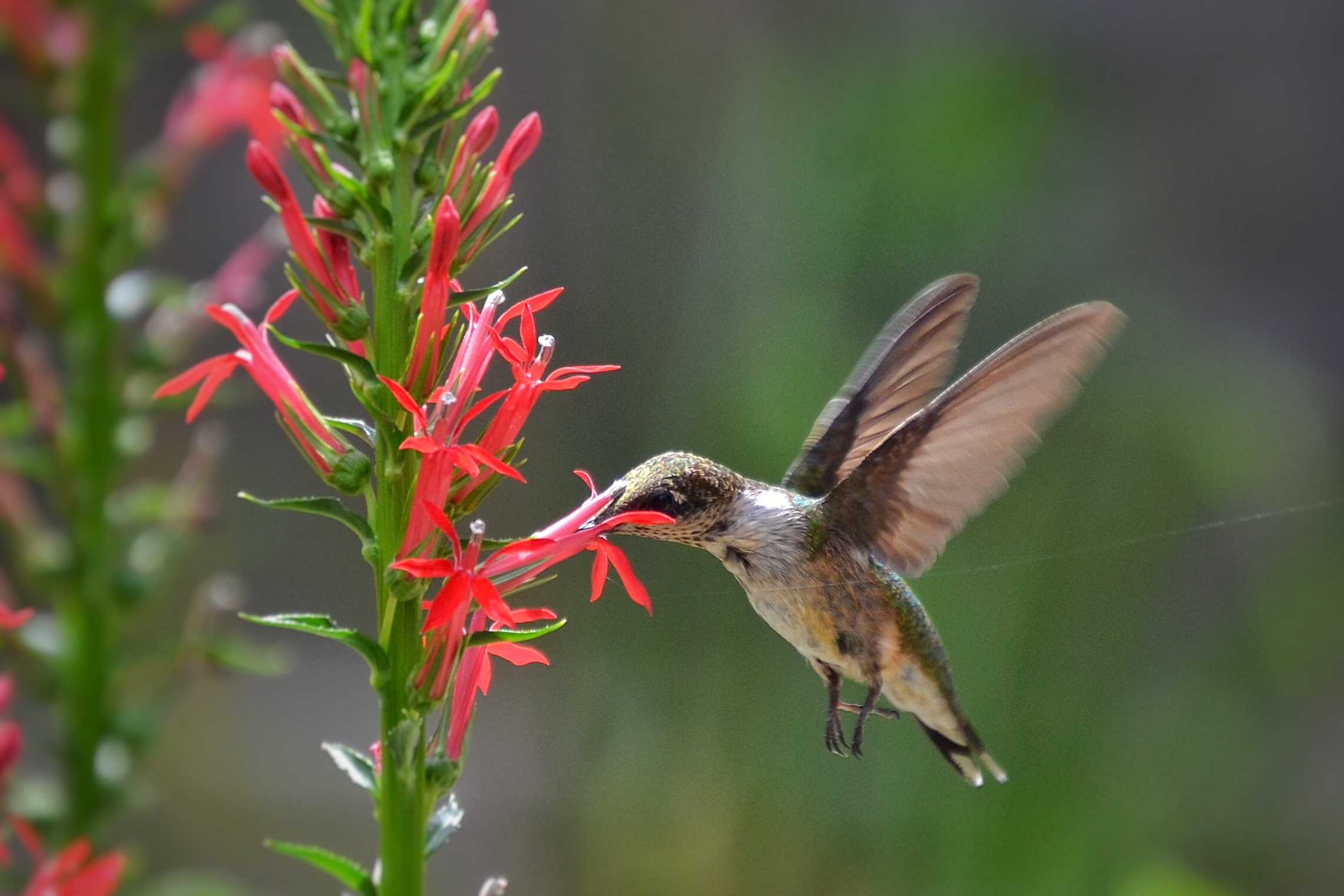 A ruby-throated hummingbird sipping nectar from a cardinal flower.