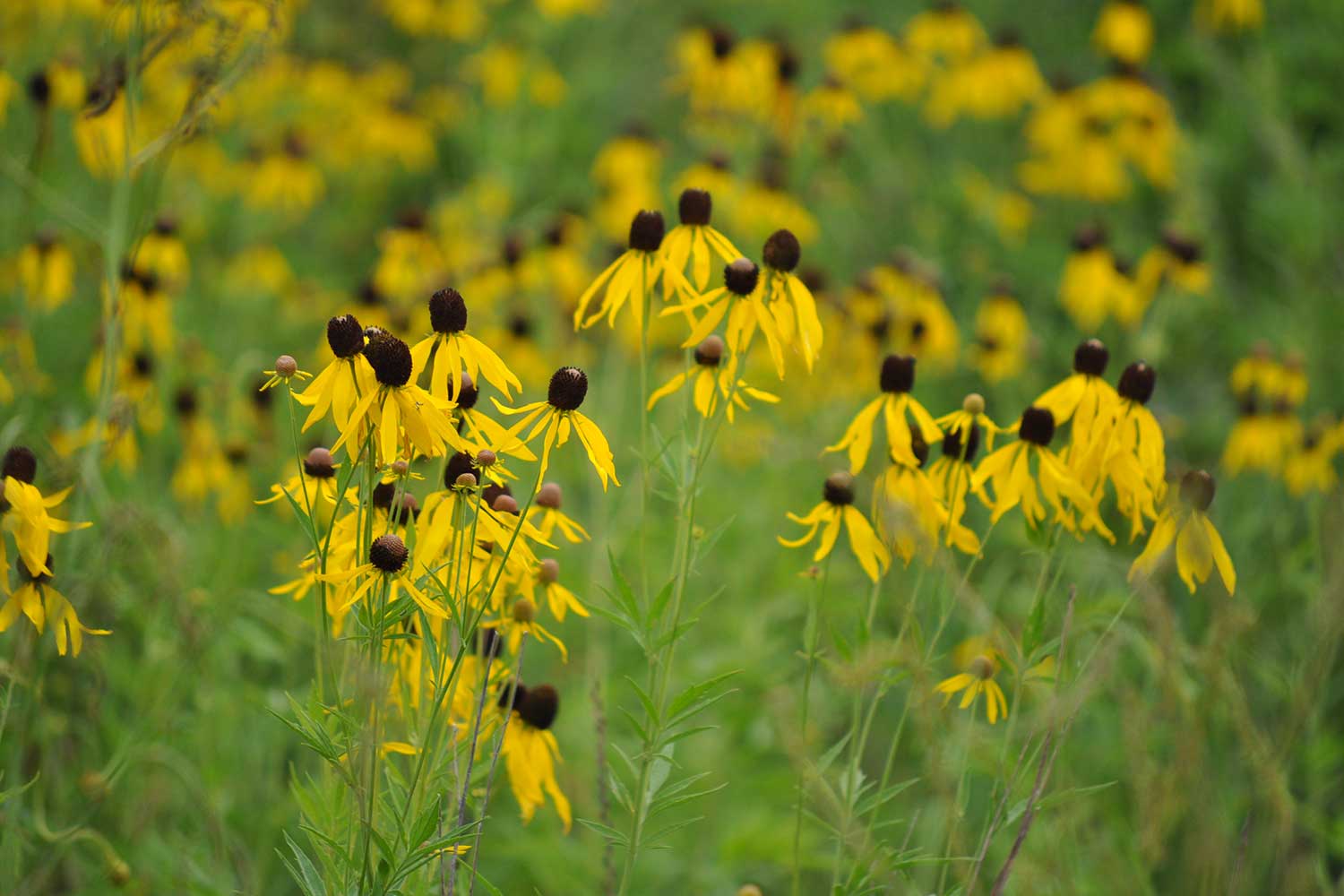 Black-eyed Susans.