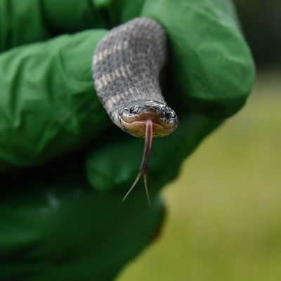 Why can't the snakes cross the road, secret lives of baby snakes and other  New Jersey Pineland snake science – Drexel News Blog