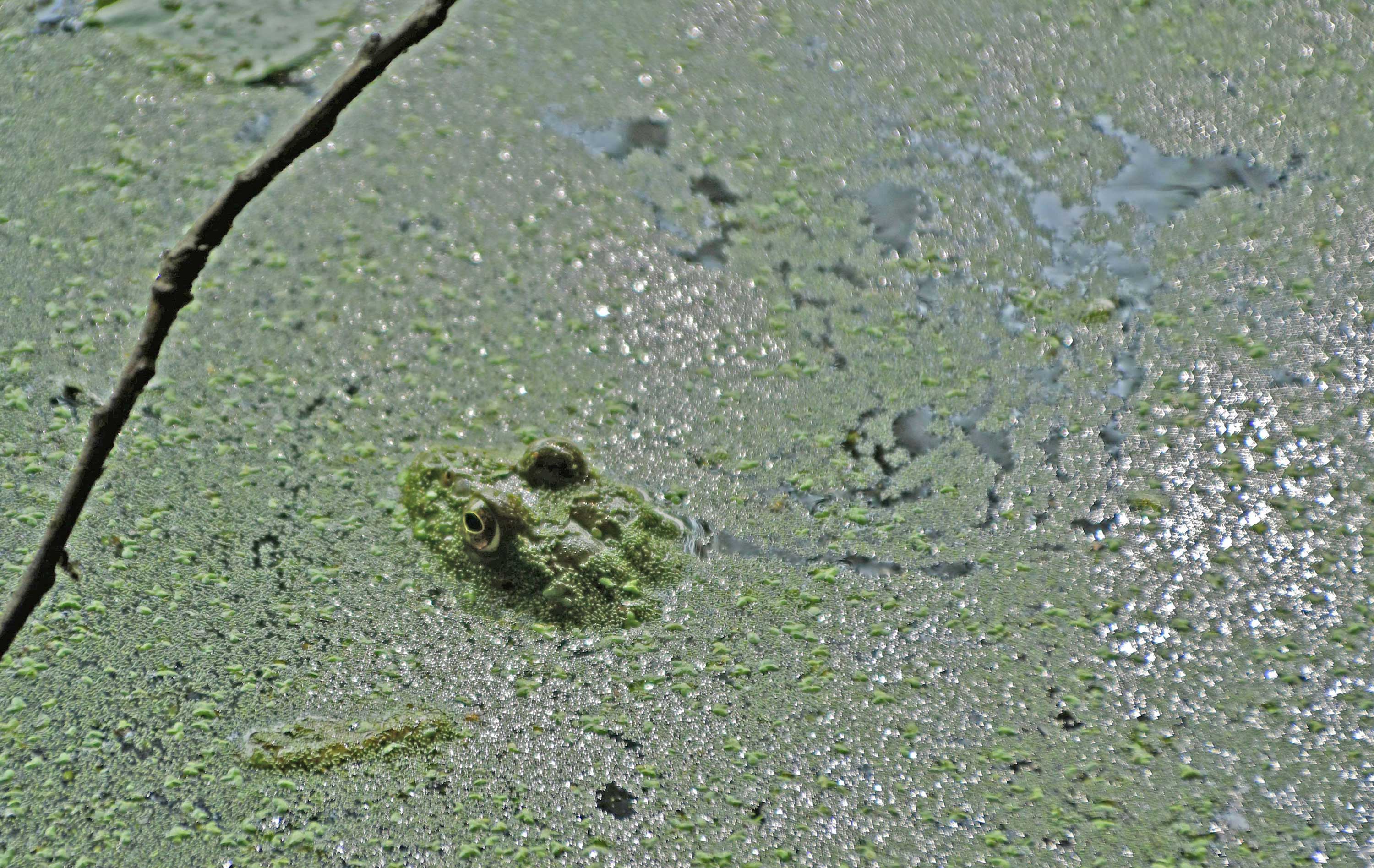 A frog poking its head out of the water.