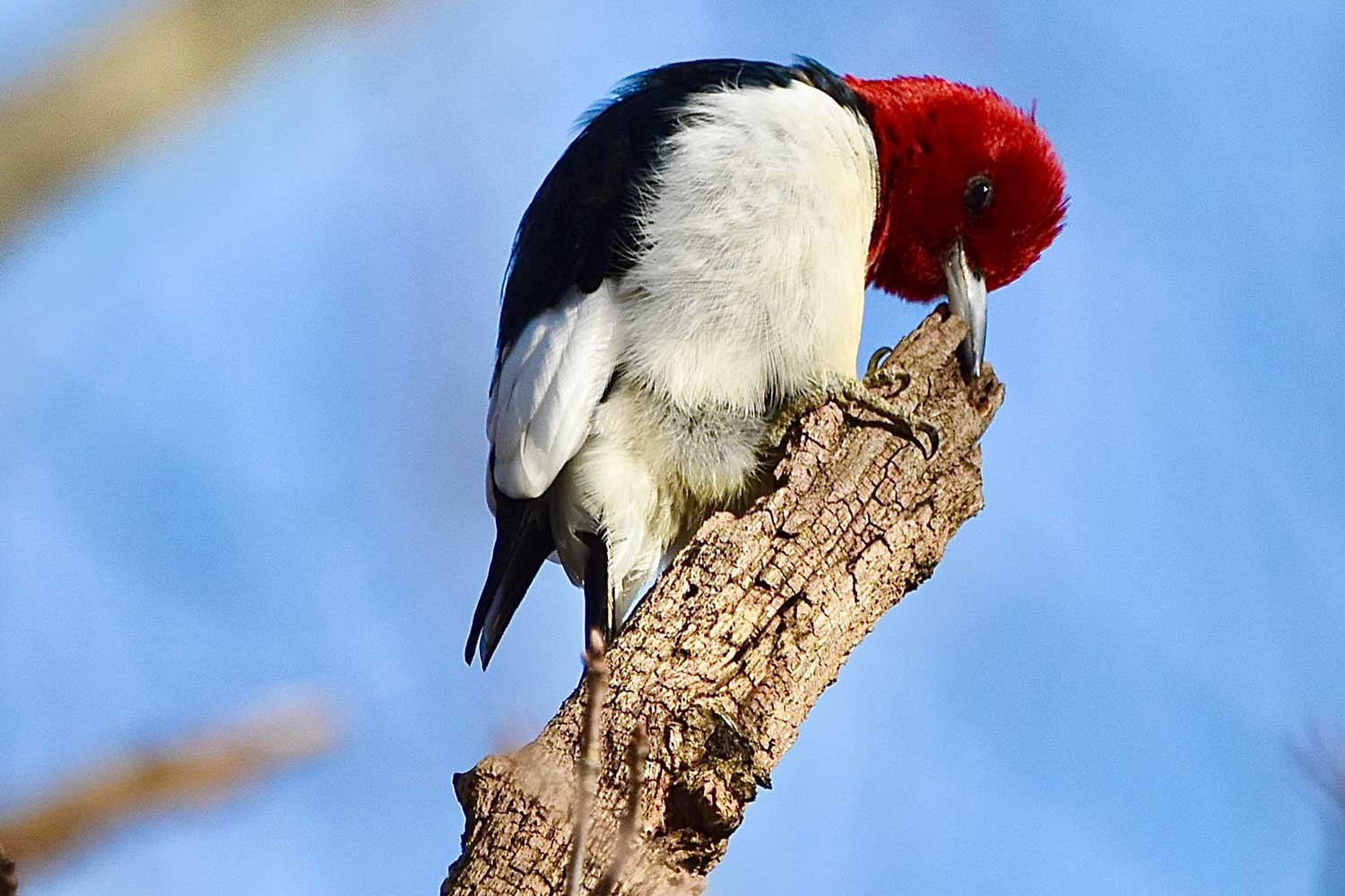 A red-headed woodpecker perched atop a tree snap with its bill against the dead wood.