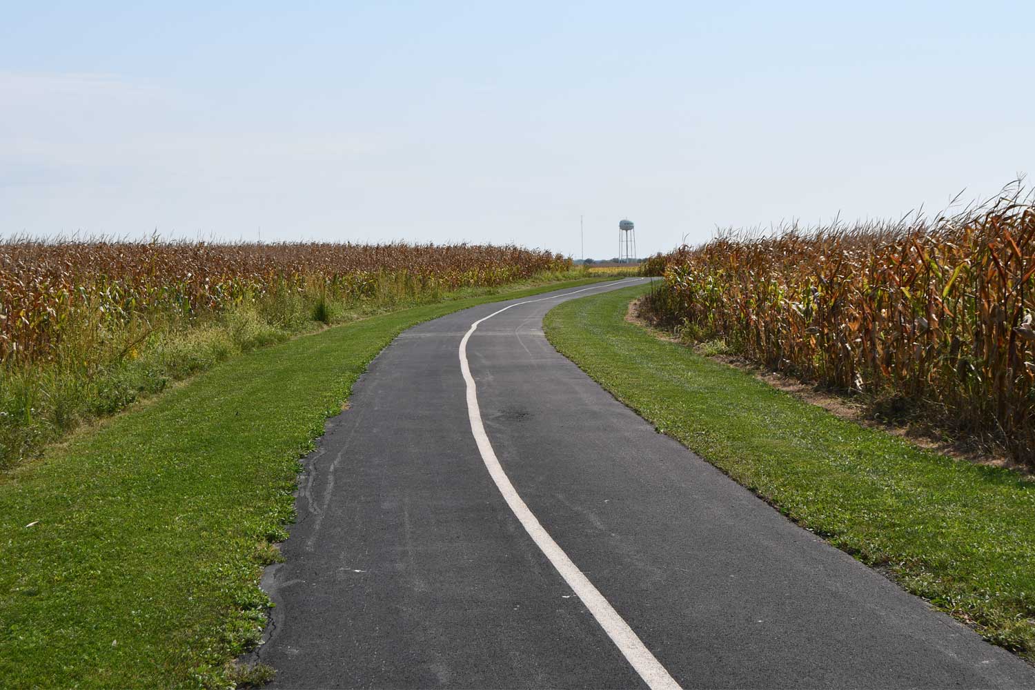 Paved trail lined with grasses.