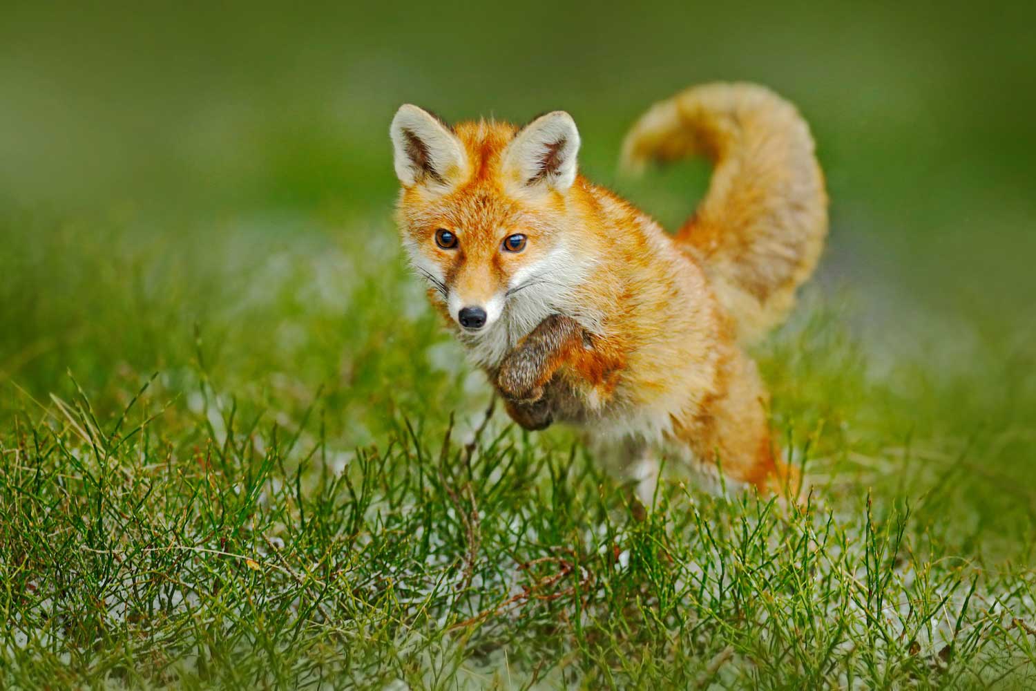 A red fox jumping in the grass.