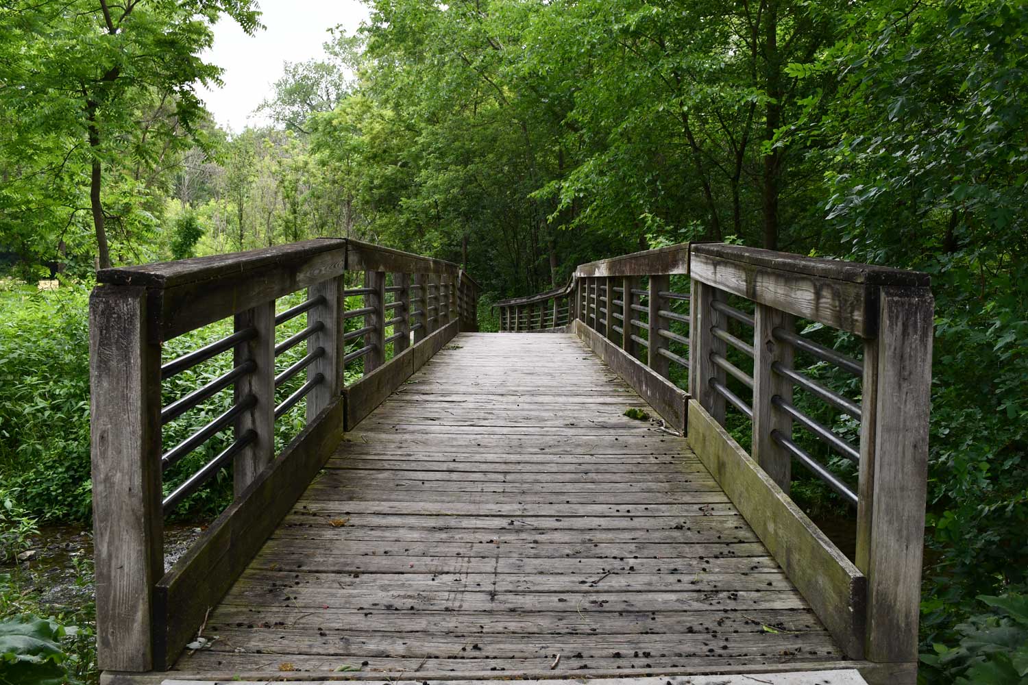 Bridge surrounded by trees.