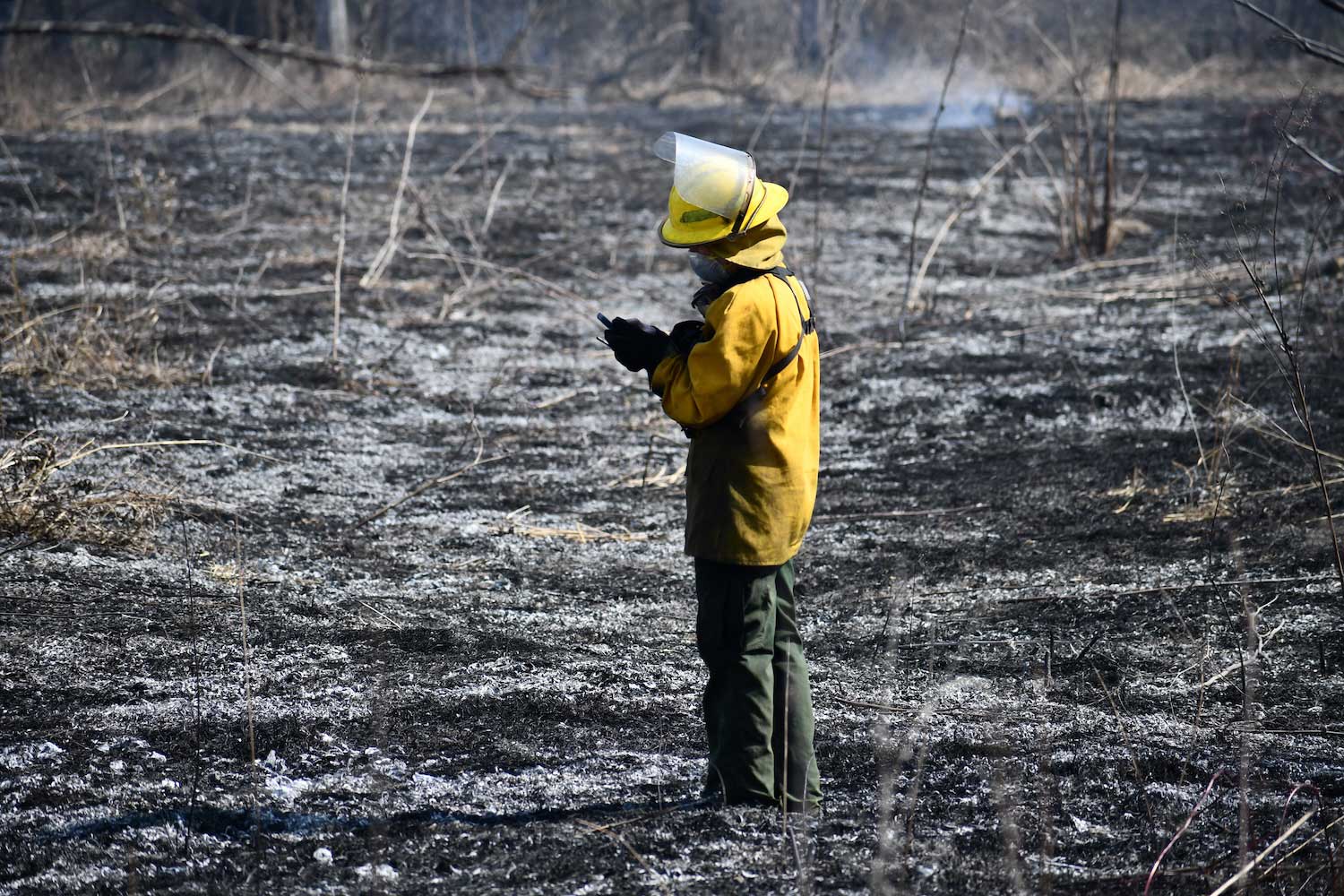 A firefighter standing in a prairie that has just been burned in a controlled burn.