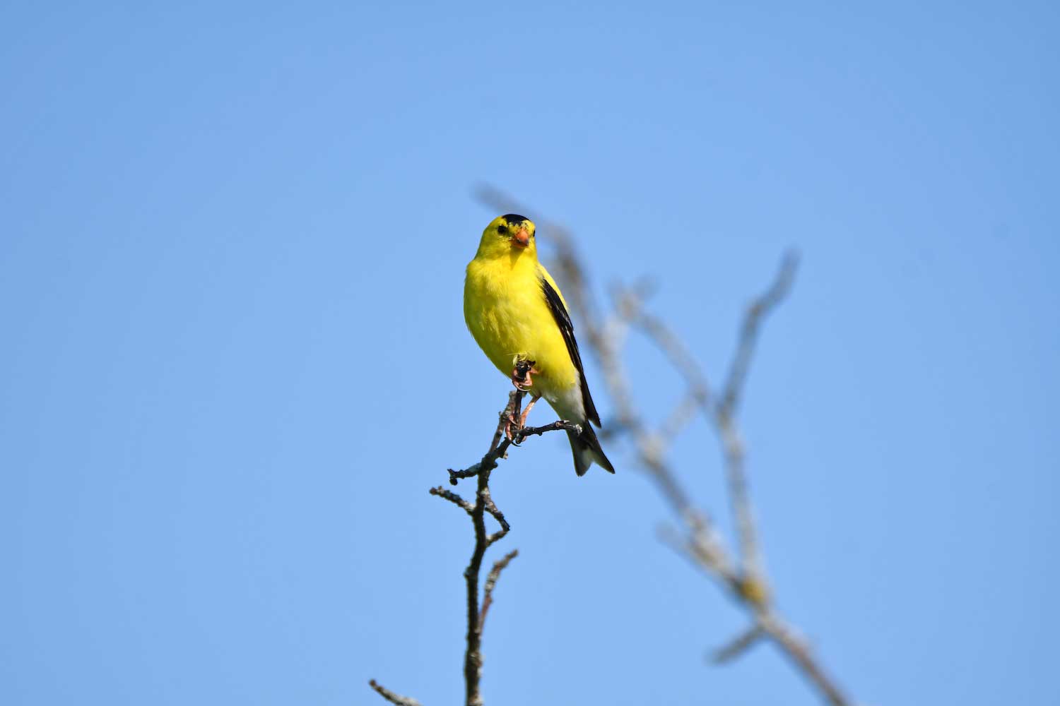 A goldfinch perched atop a tree with bare branches.