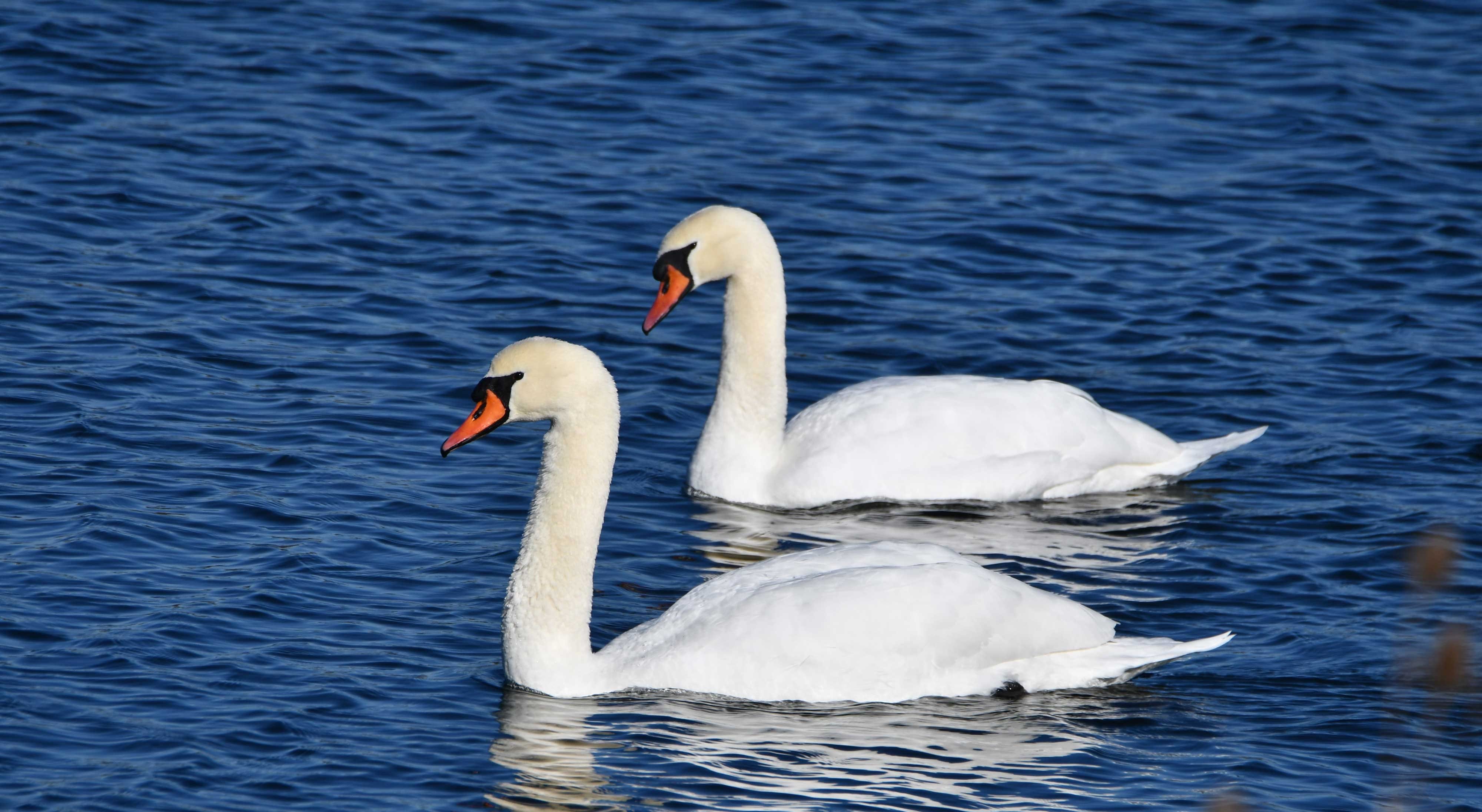 Two swans swimming in water.