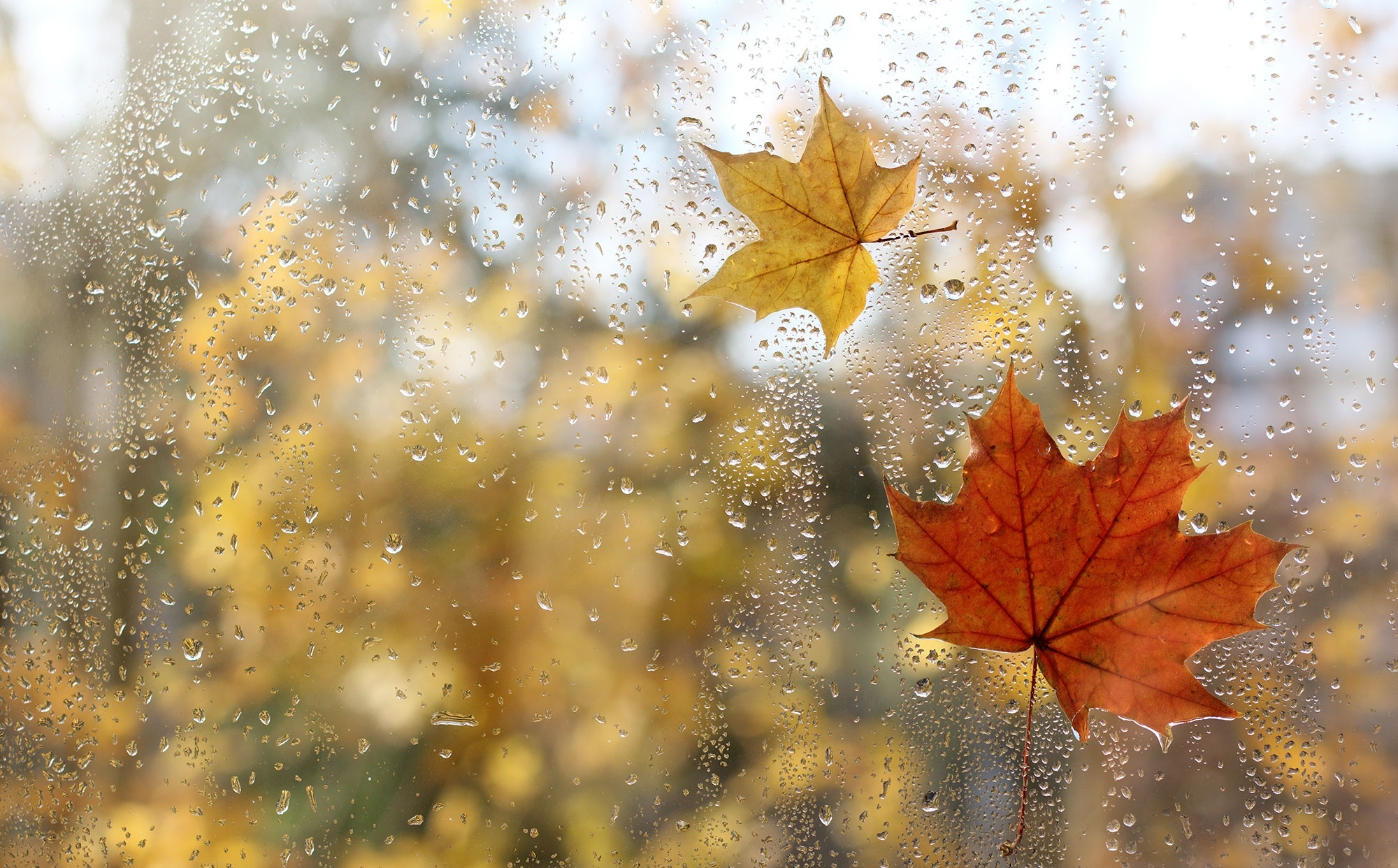 A window view of a rainy, fall day.