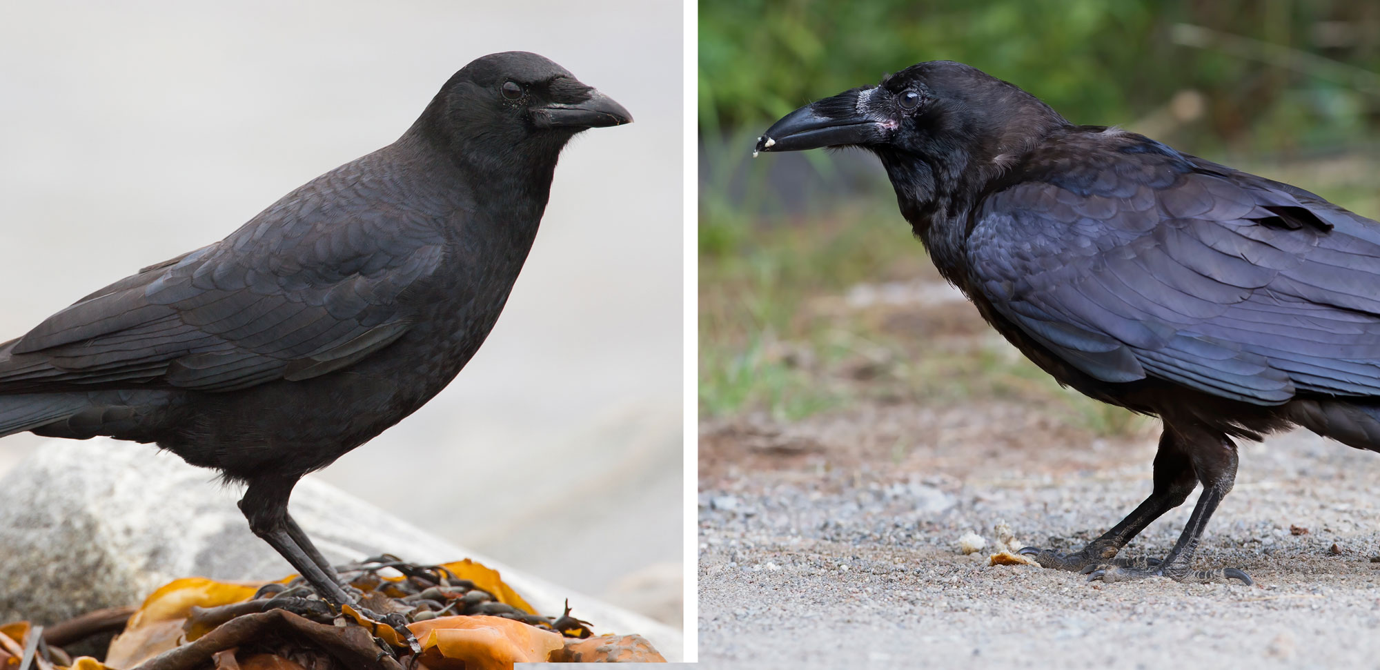 What's the difference?: Crow vs. raven | Forest Preserve District