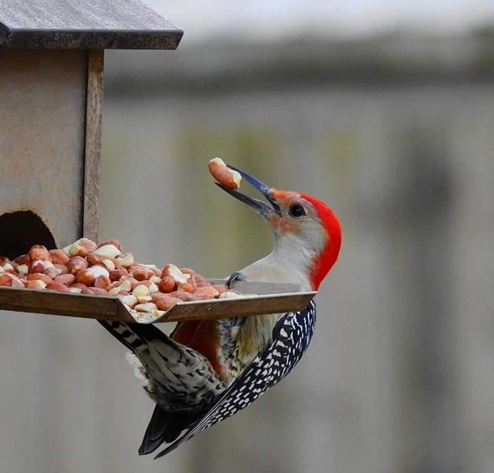 woodpeckers eating at a bird feeder