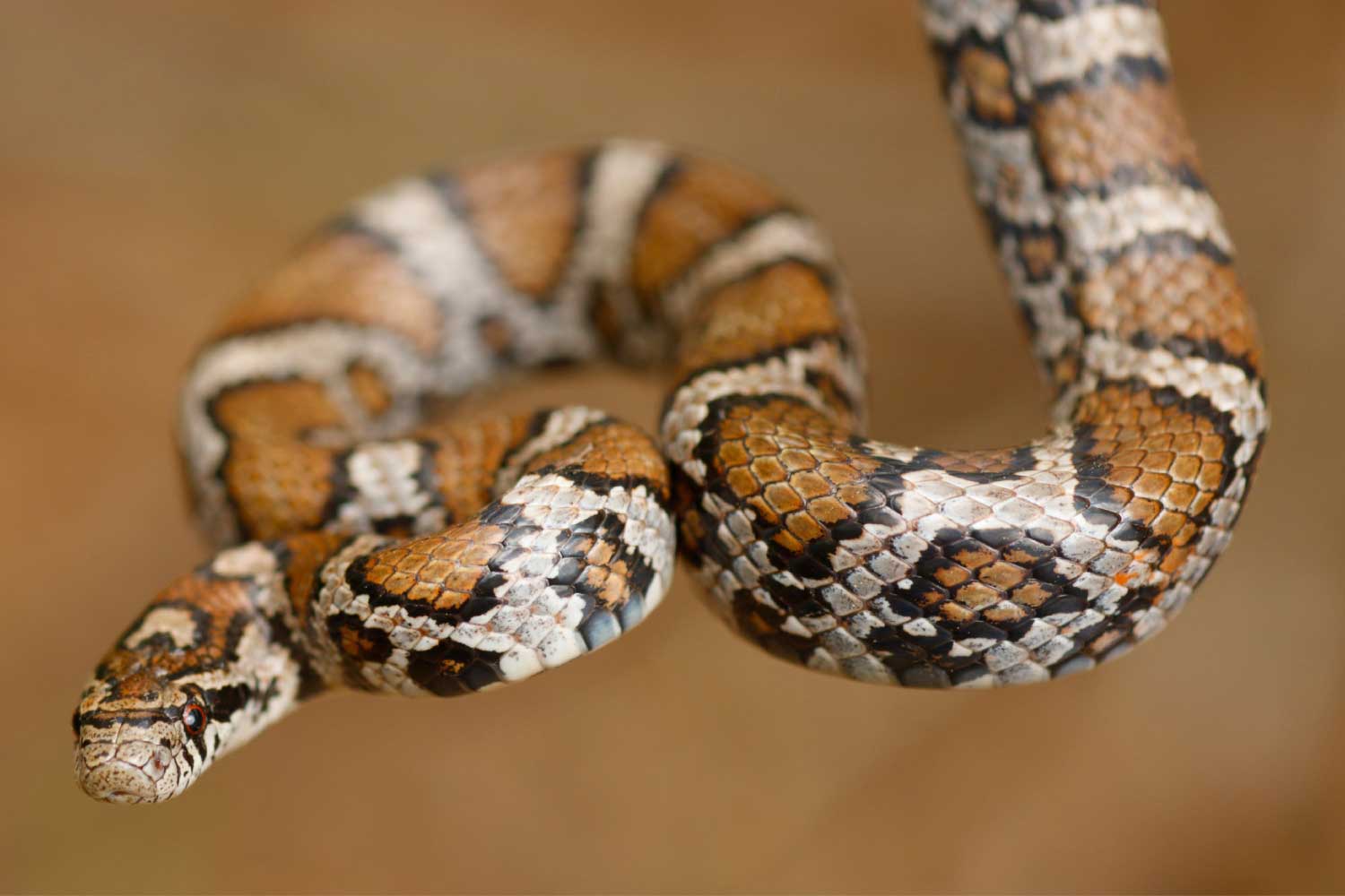 A milk snake being held in the hair.