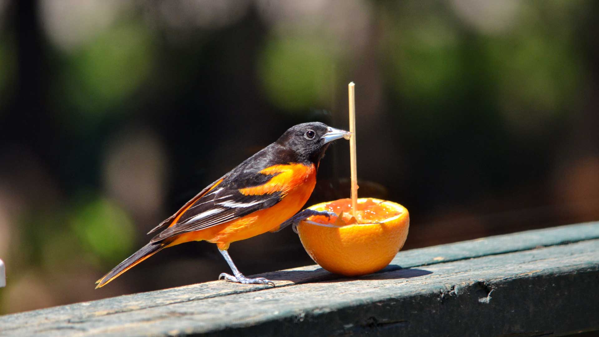 Male Baltimore oriole perched on a wooden railing, feeding from a halved orange held upright with a skewer, with a soft-focus green and dark background.