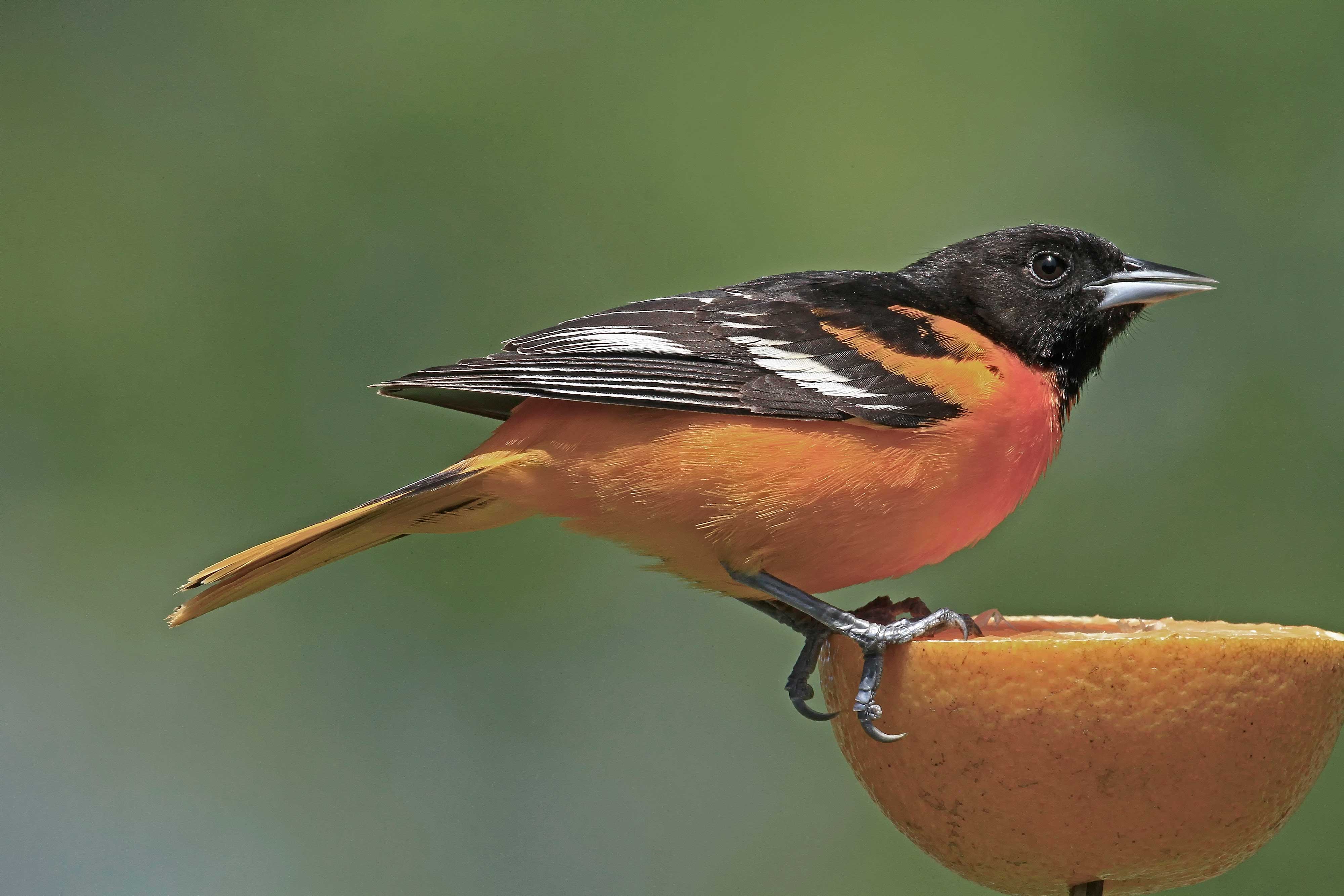 Sivga oriole