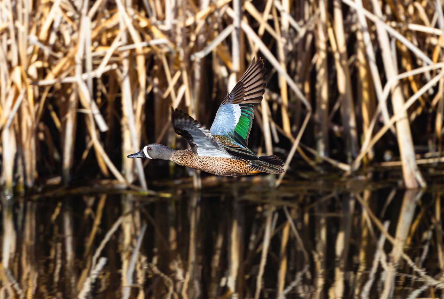 Blue wing teal drake hotsell