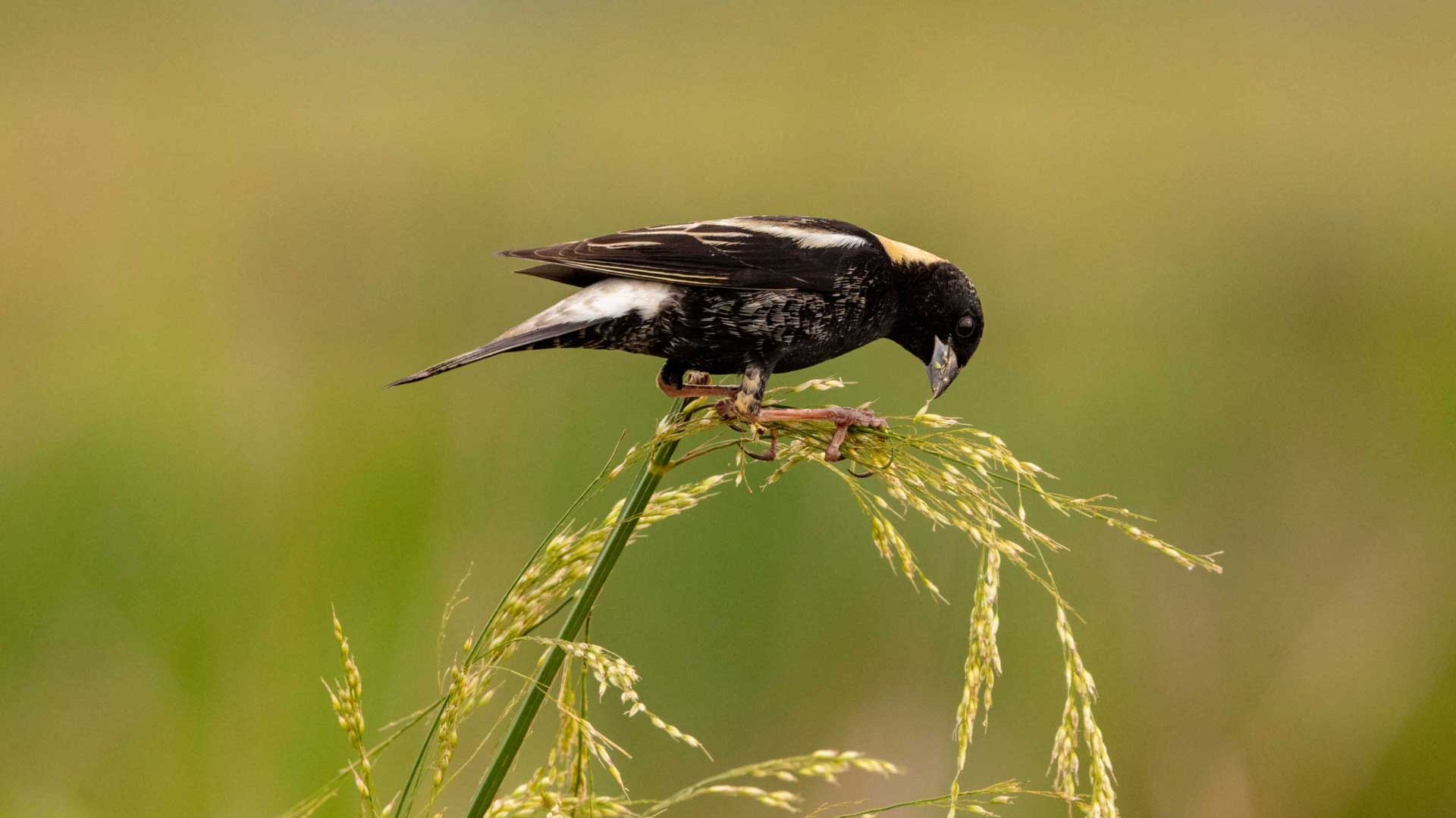 A bobolink perched on vegetation.