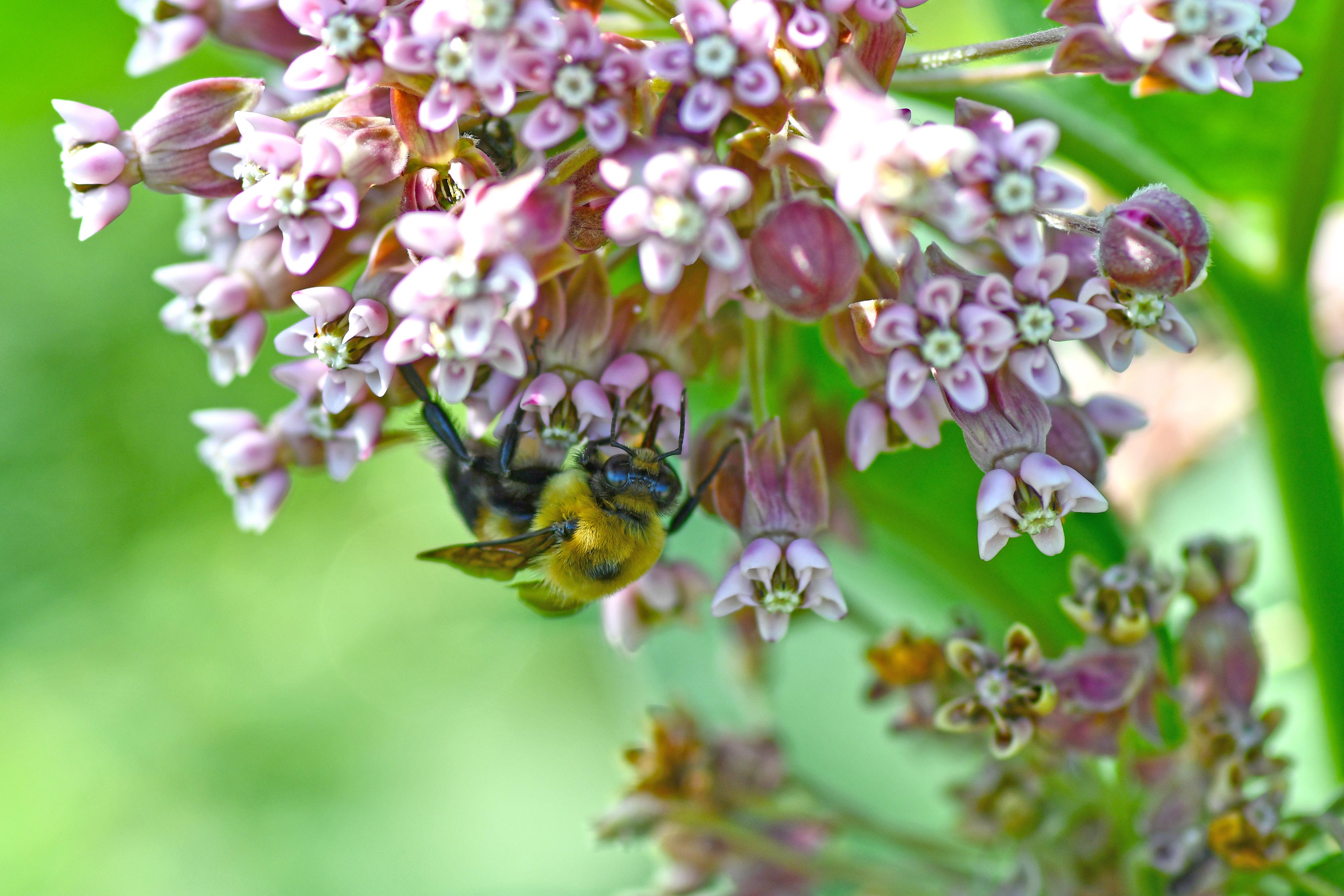 A bumble bee on milkweed.