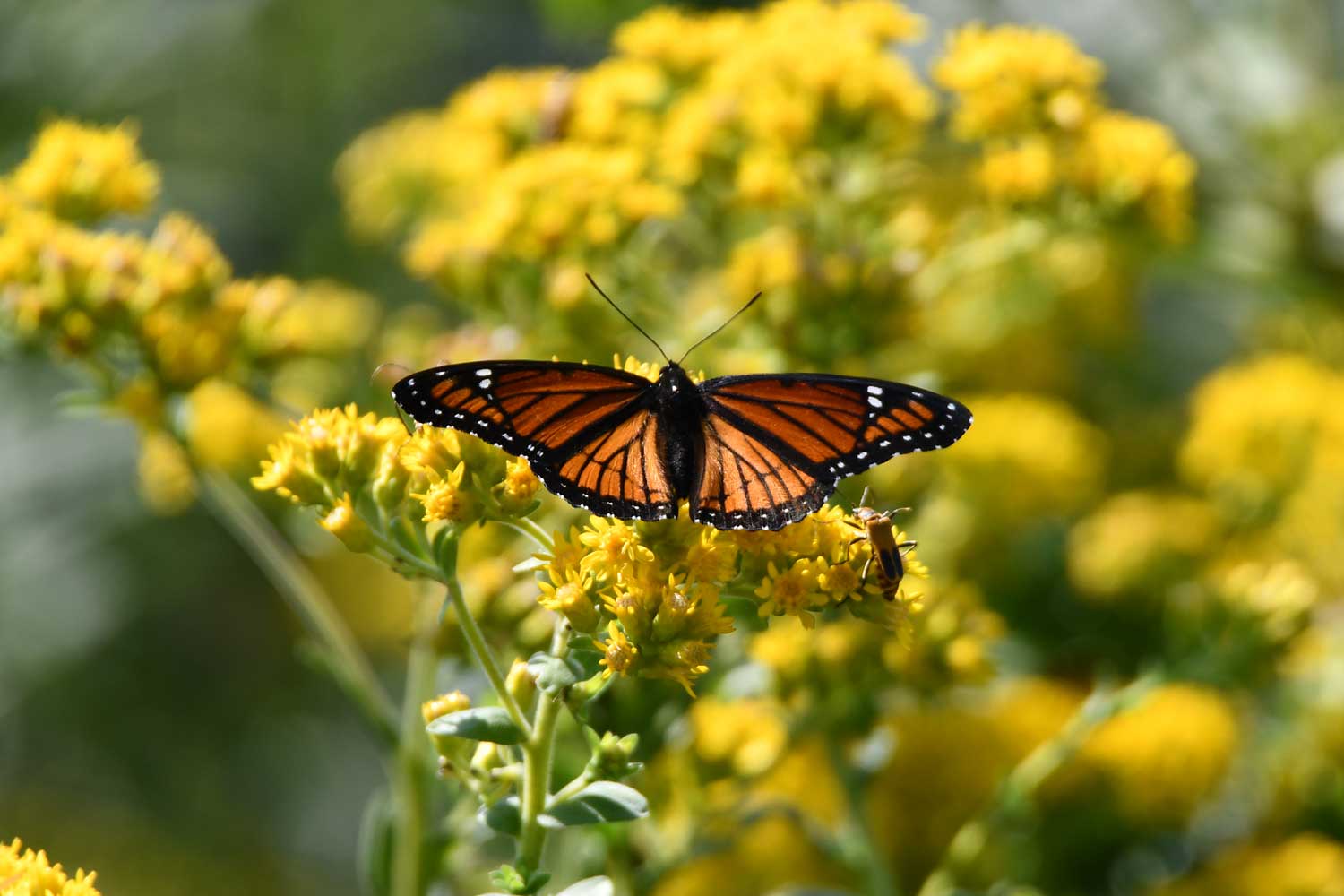 Viceroy butterfly sitting on yellow flower blooms.