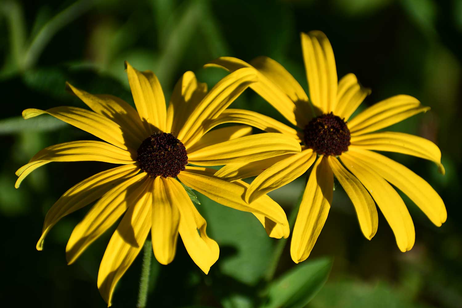 Black-eyed Susans.