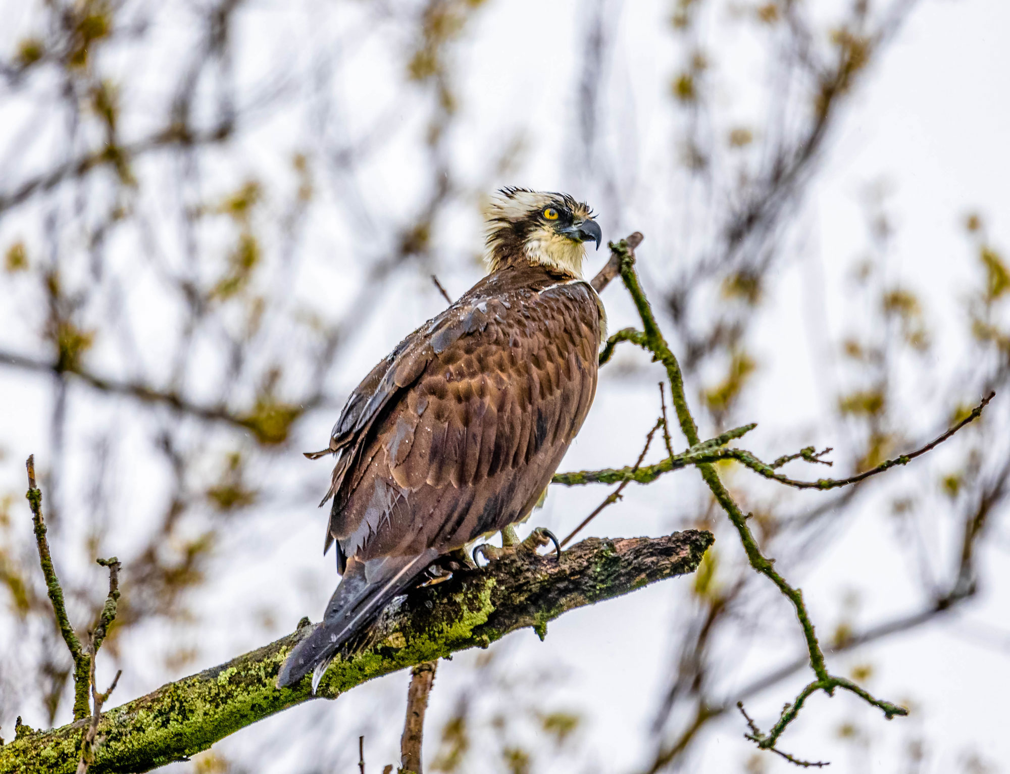 Creature feature: The awesome osprey  Forest Preserve District of Will  County