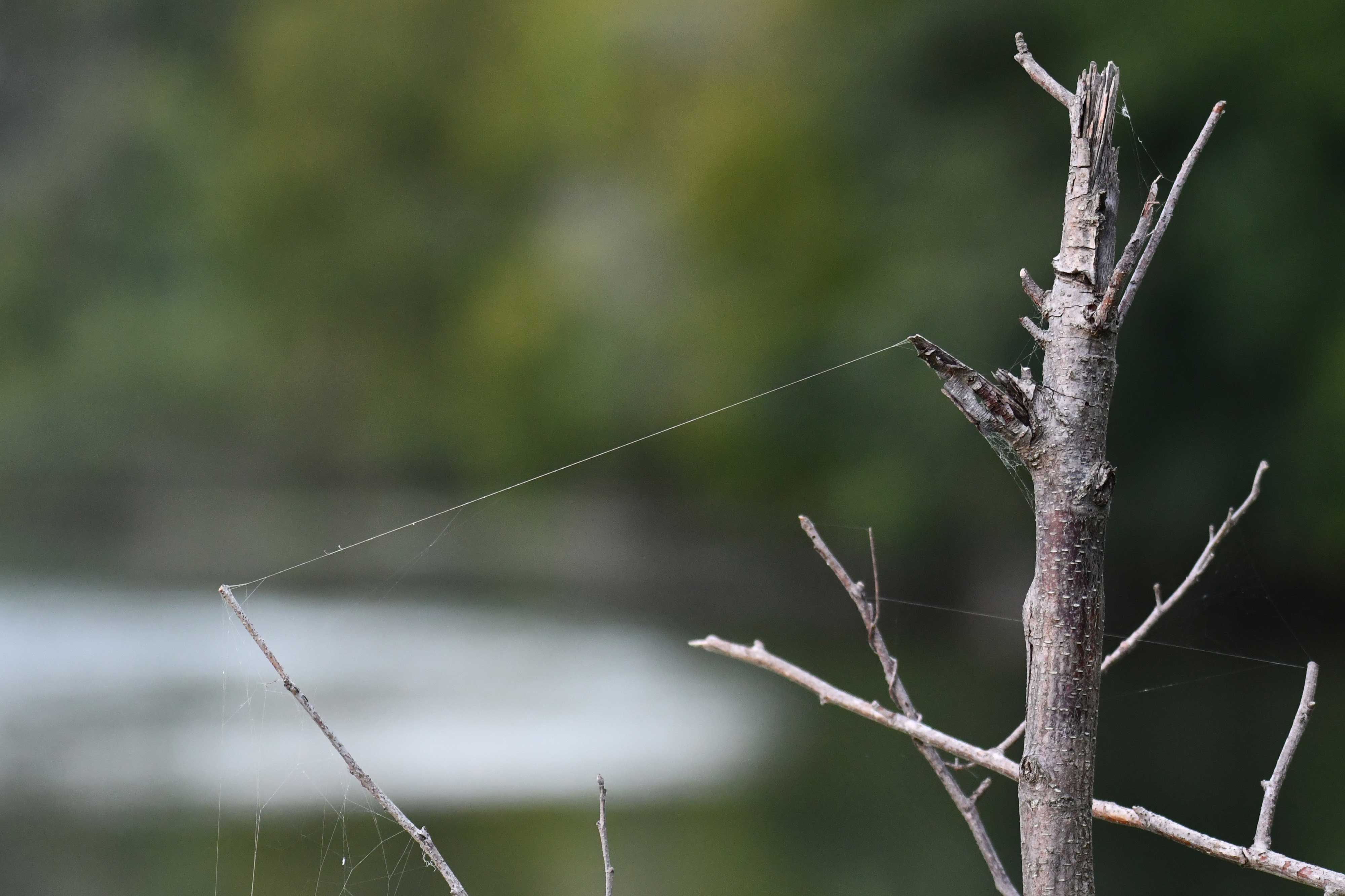 A spiderweb on a tree branch.